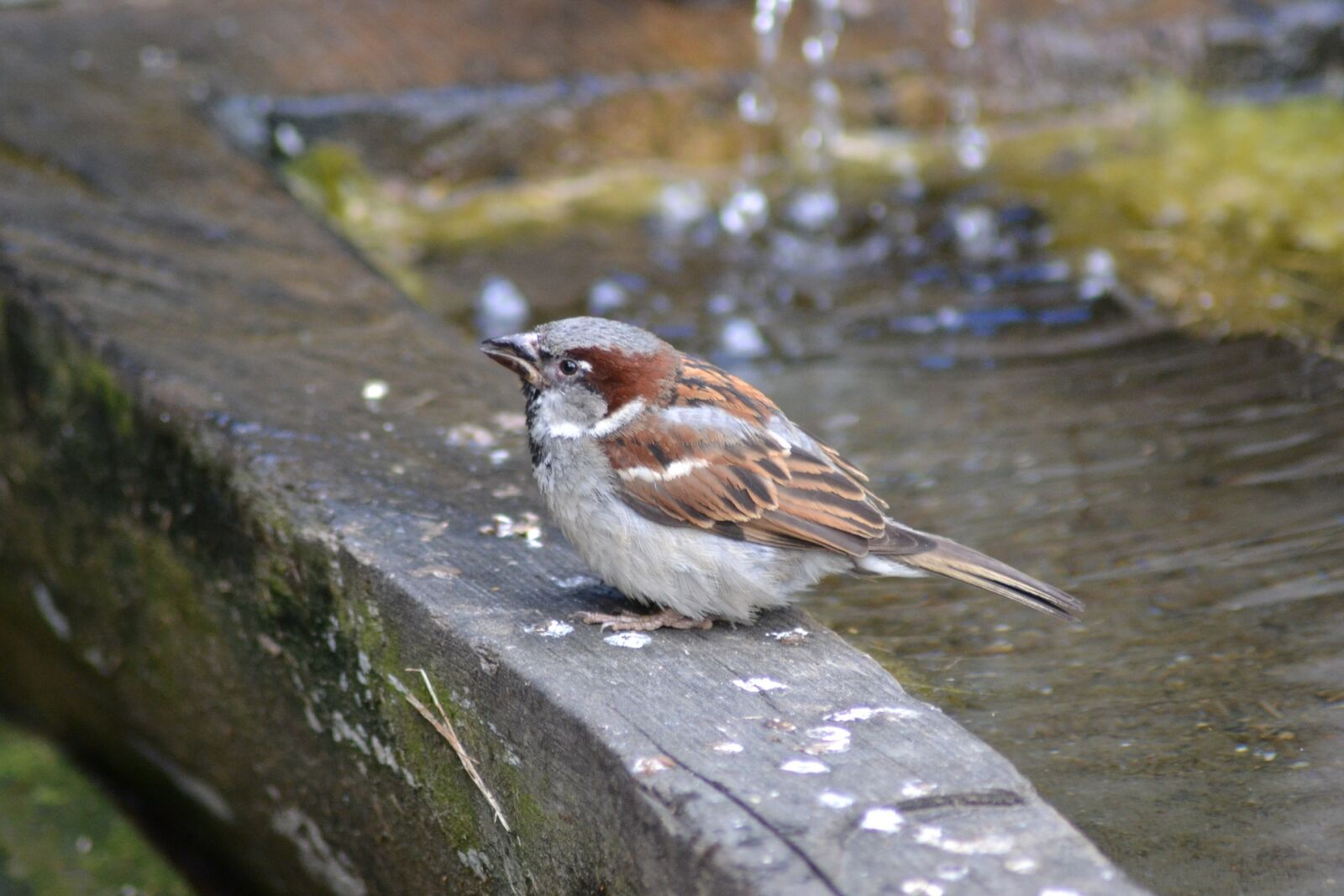 Nikon D3100 sample photo. Bird, close, up, view photography