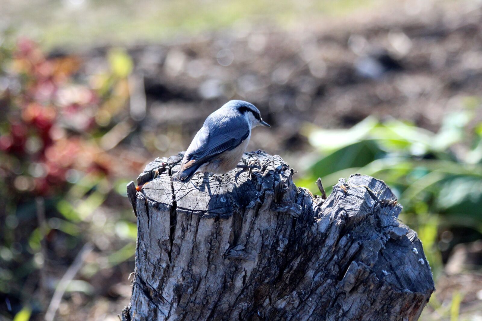 Canon EOS 650D (EOS Rebel T4i / EOS Kiss X6i) sample photo. Nuthatch, bird, sitta europaea photography