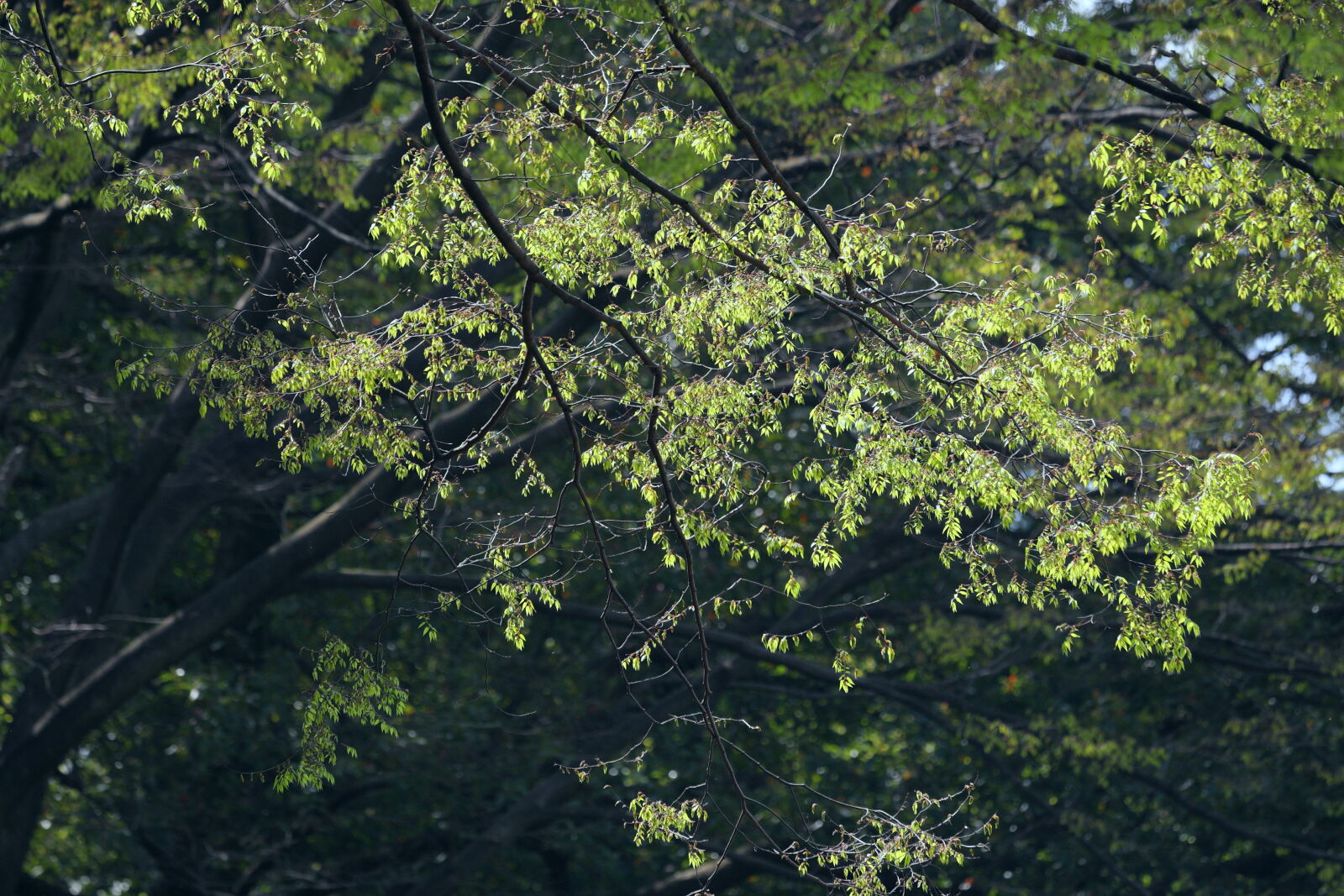 Canon EOS-1D Mark III + Canon EF 70-200mm F4L IS USM sample photo. Forest, green, healing, leaves photography