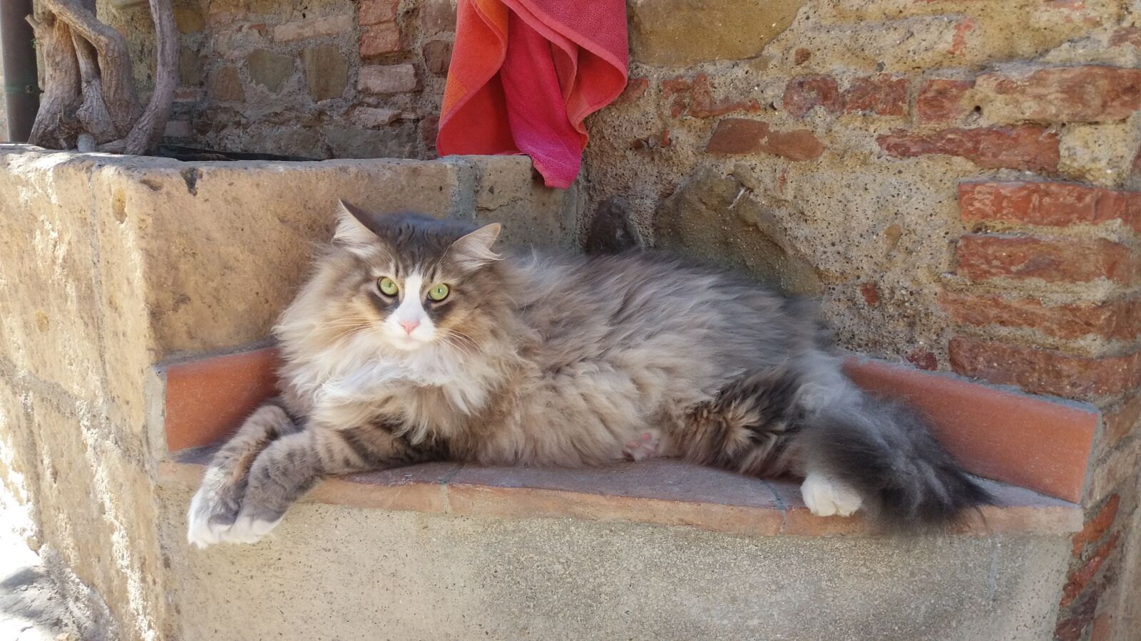 Samsung Galaxy J5 sample photo. Cat, siberian cat, feline photography