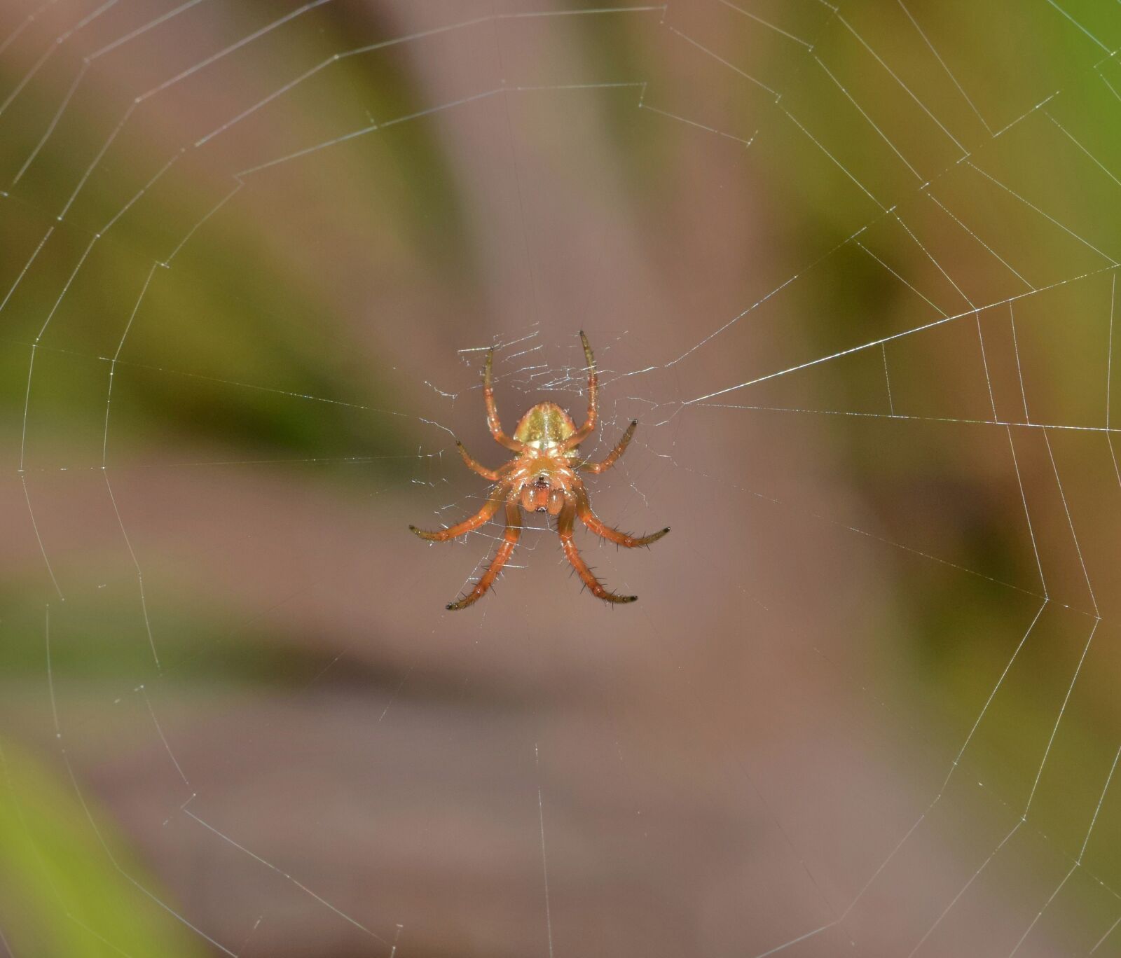 Nikon D5300 sample photo. Spider, orb spider, orb photography