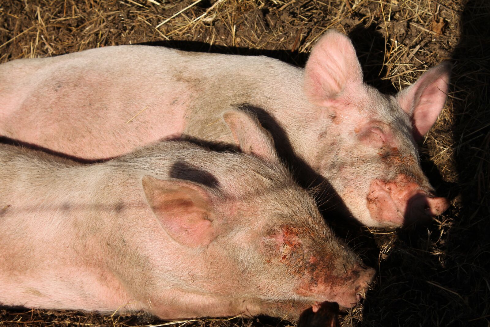 Canon EOS 1100D (EOS Rebel T3 / EOS Kiss X50) sample photo. Pigs, animals, ros photography