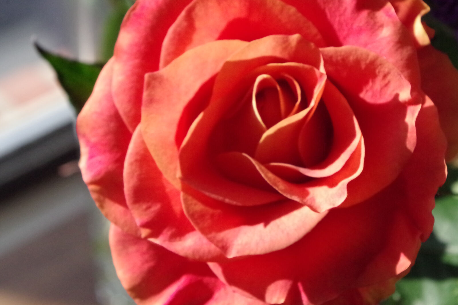 Pentax K-01 sample photo. Bloom, bright, flower, red photography