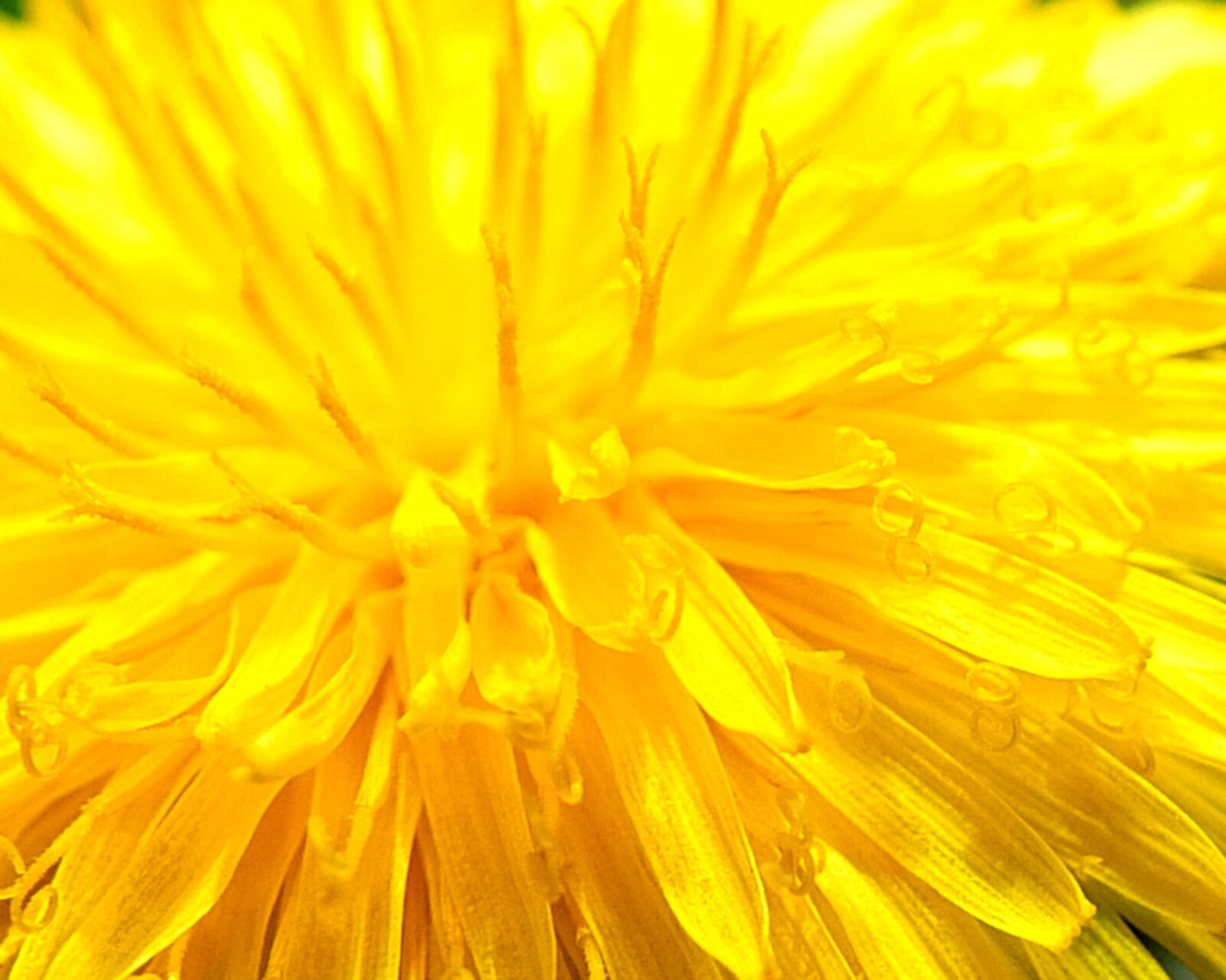 Fujifilm X-S1 sample photo. Yellow, flower, close up photography