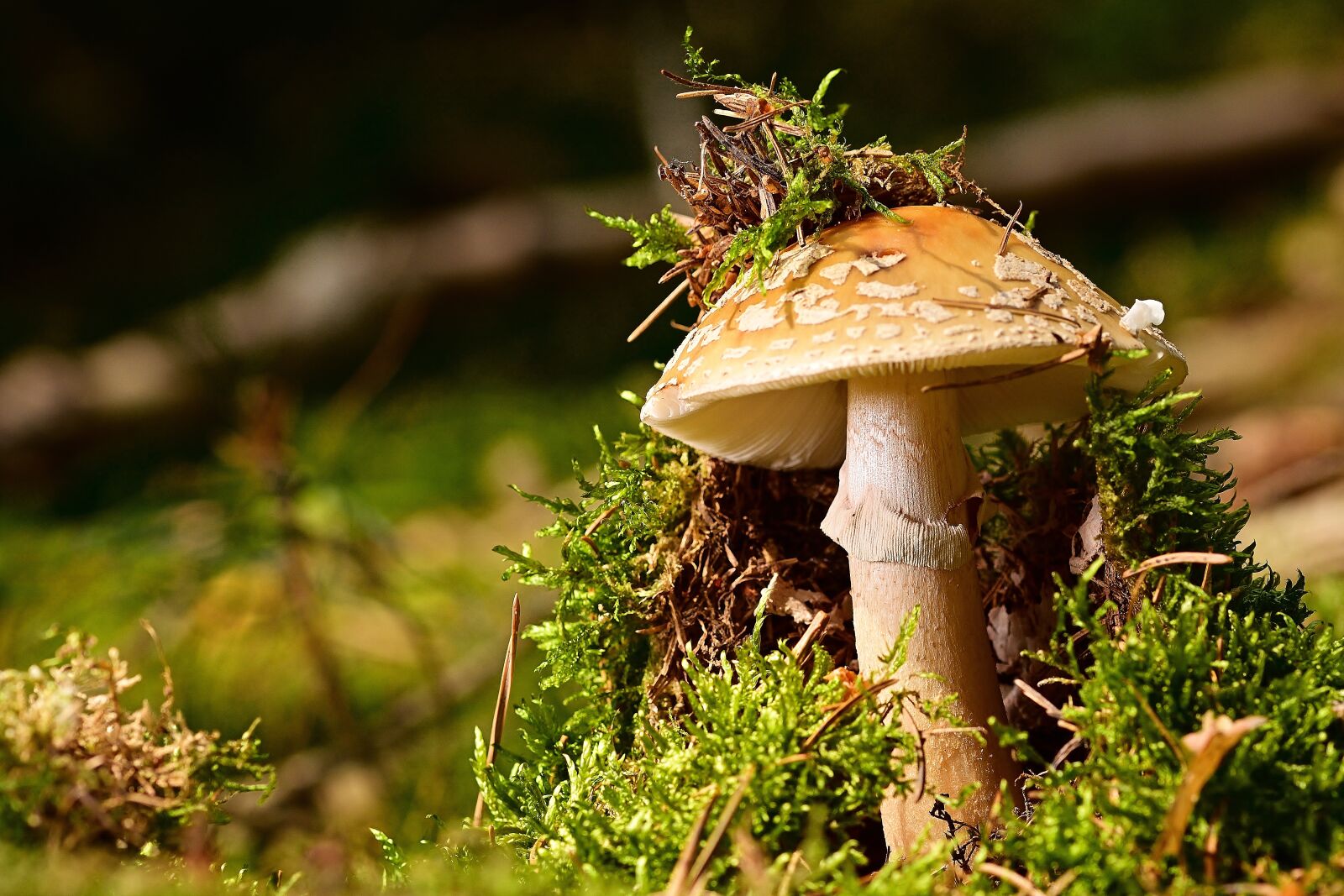 Nikon D5200 sample photo. Mushroom, perlpilz, forest photography
