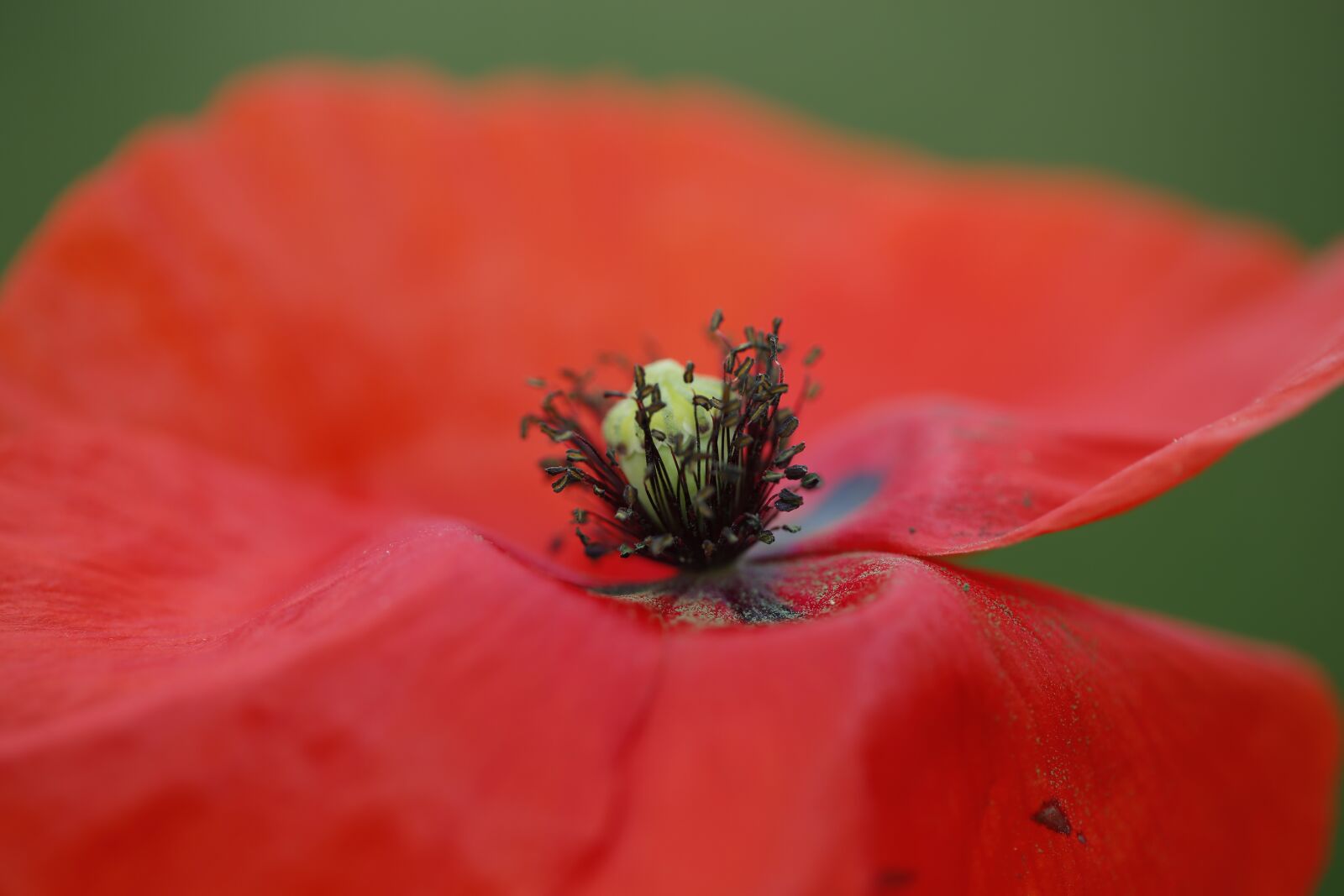 Canon EF 100mm F2.8L Macro IS USM sample photo. Poppy, flower, nature photography