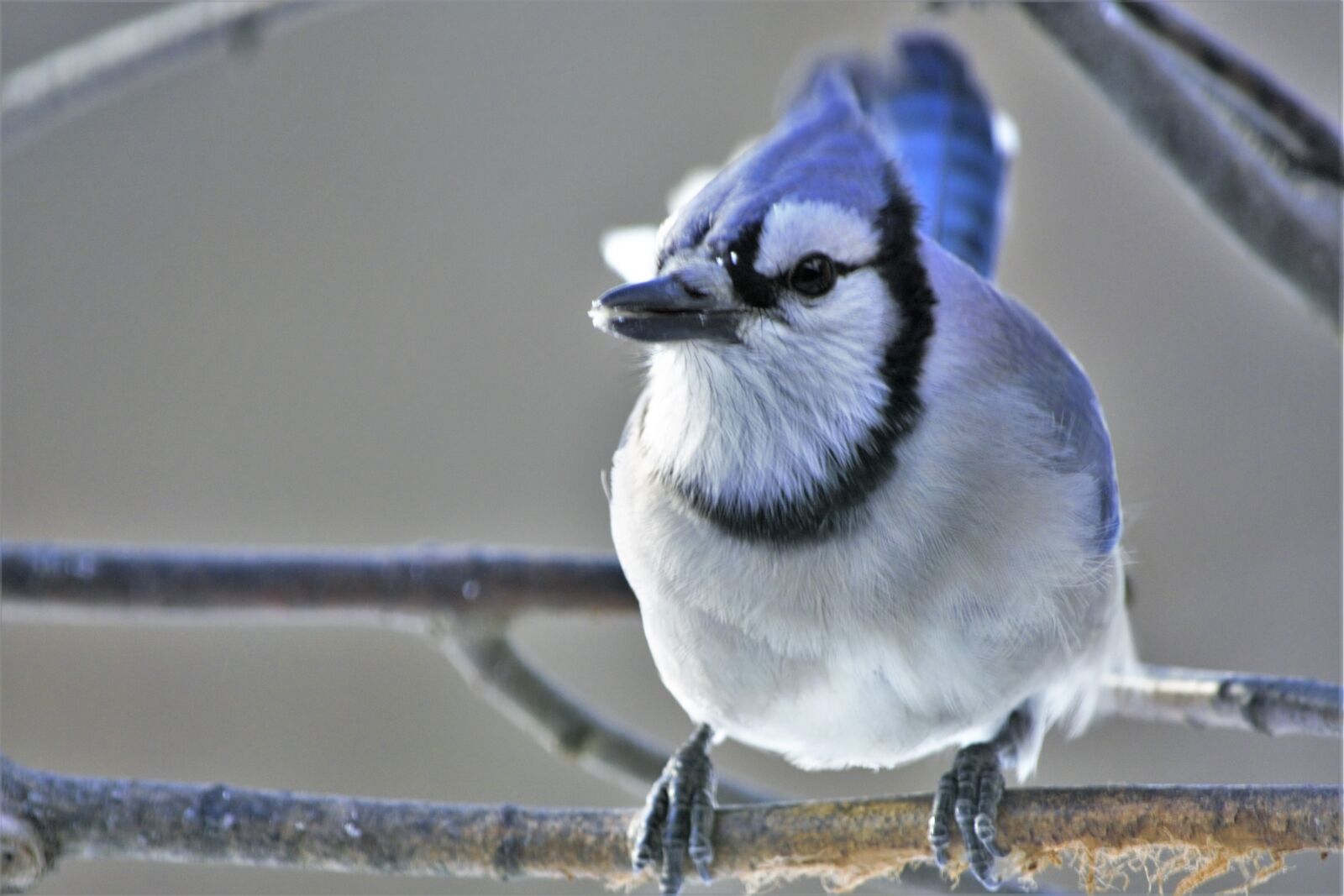 Nikon D7100 sample photo. Bird, bluejay, perched photography