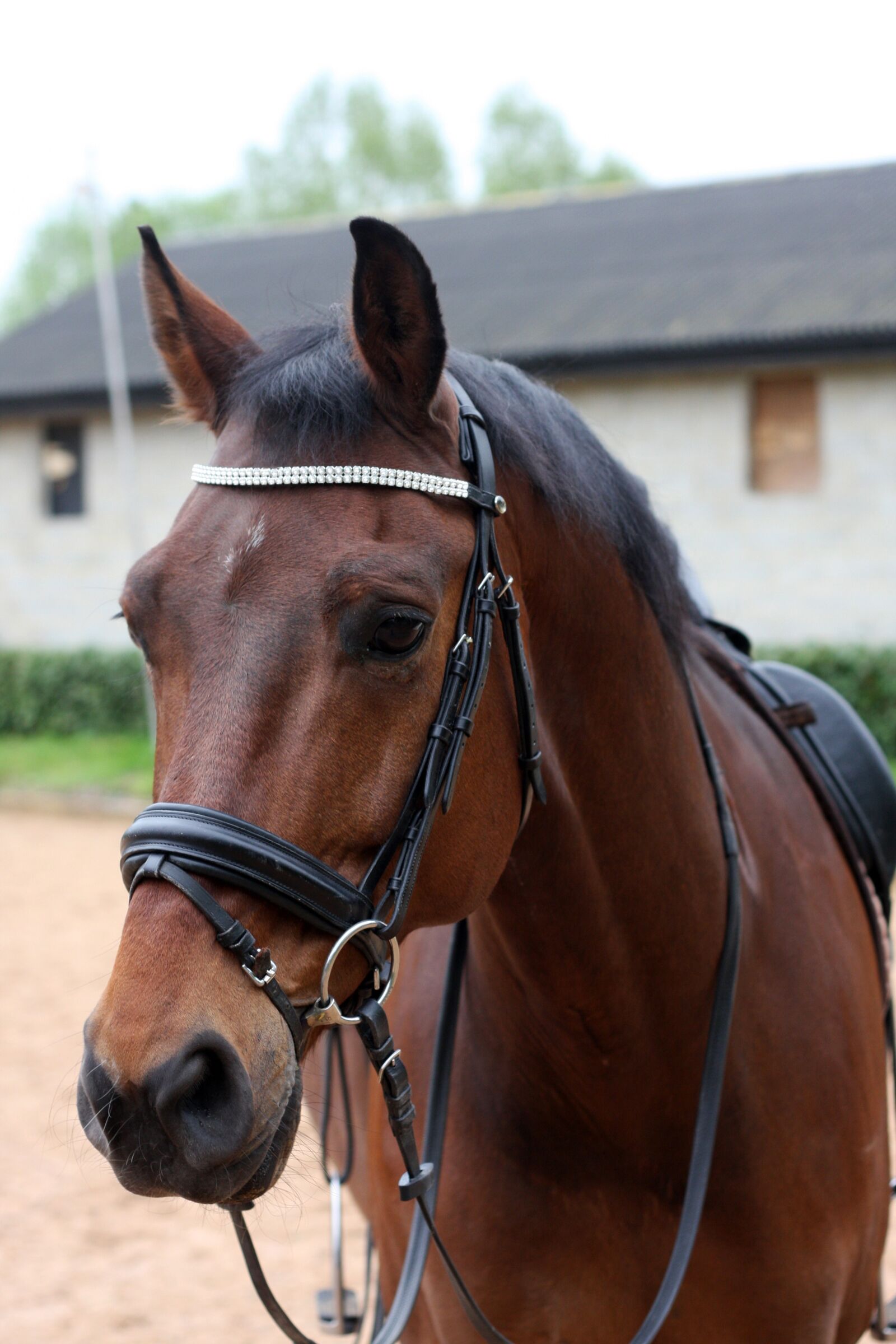 Canon EOS 40D sample photo. Dressage, horse, equestrian photography