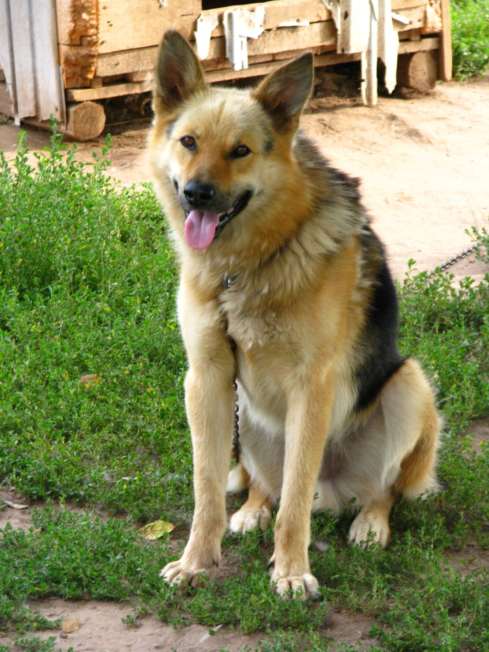 Canon POWERSHOT S5 IS sample photo. Dog, security, animals photography