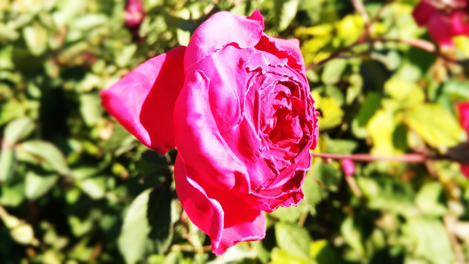 General Mobile GM 5 Plus sample photo