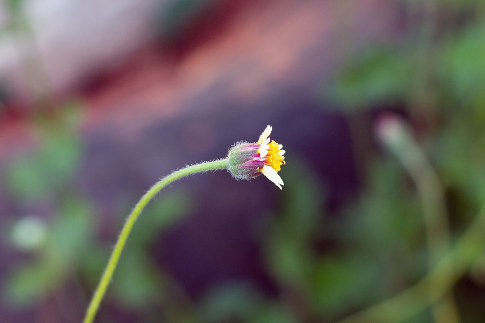 Canon EOS 700D (EOS Rebel T5i / EOS Kiss X7i) + Canon EF 50mm F1.8 STM sample photo. Leucanthemum vulgare, flower, flowers photography