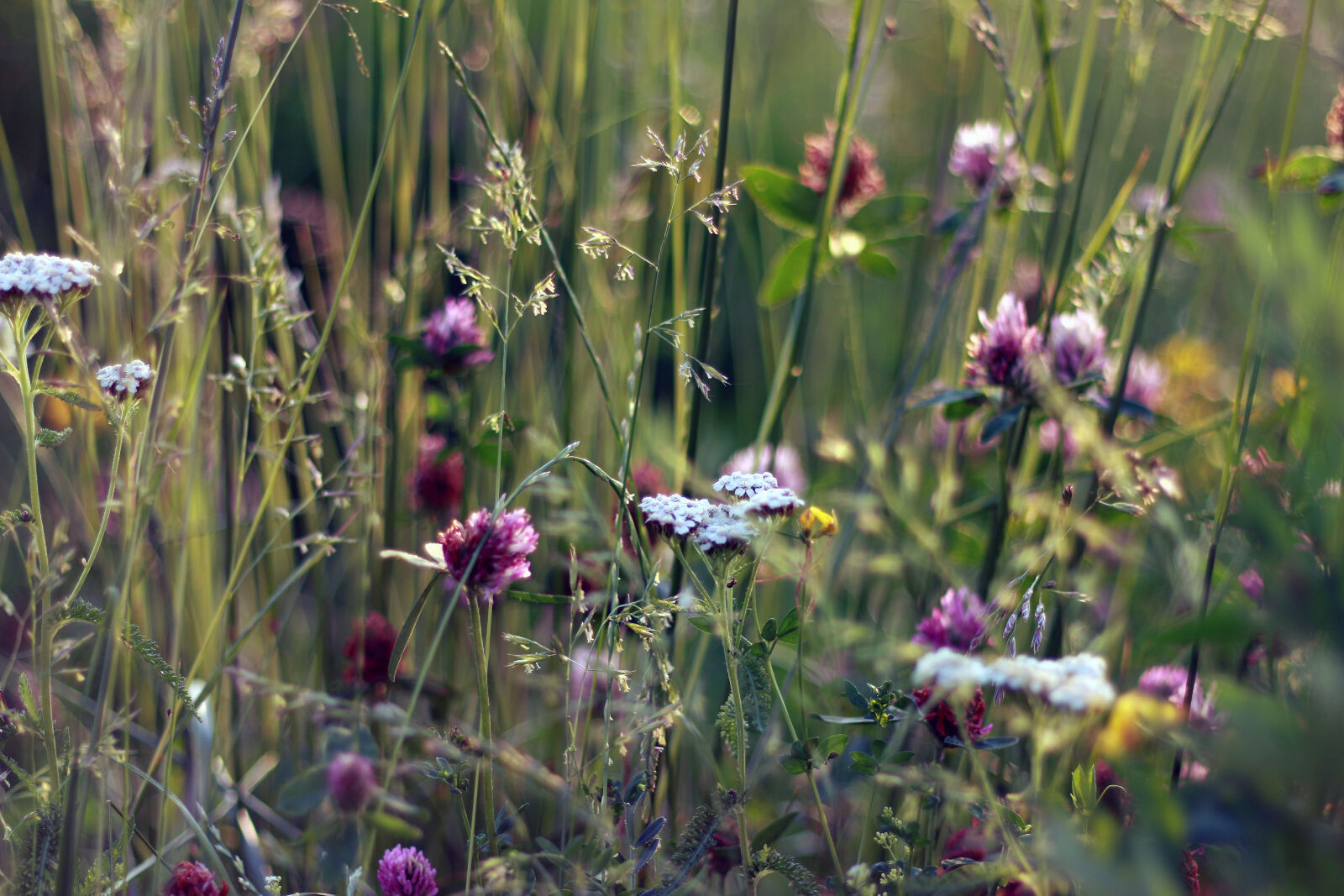 Canon EOS 70D + Canon EF 50mm F1.8 II sample photo. Field, flowers, grass, lawn photography