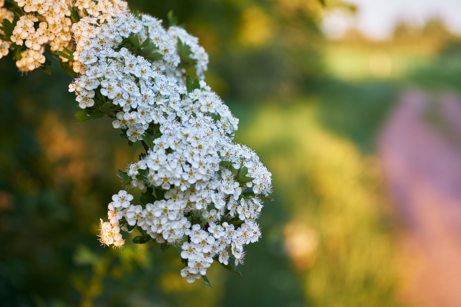 Sigma 60mm F2.8 DN Art sample photo. Flower, nature, plant photography