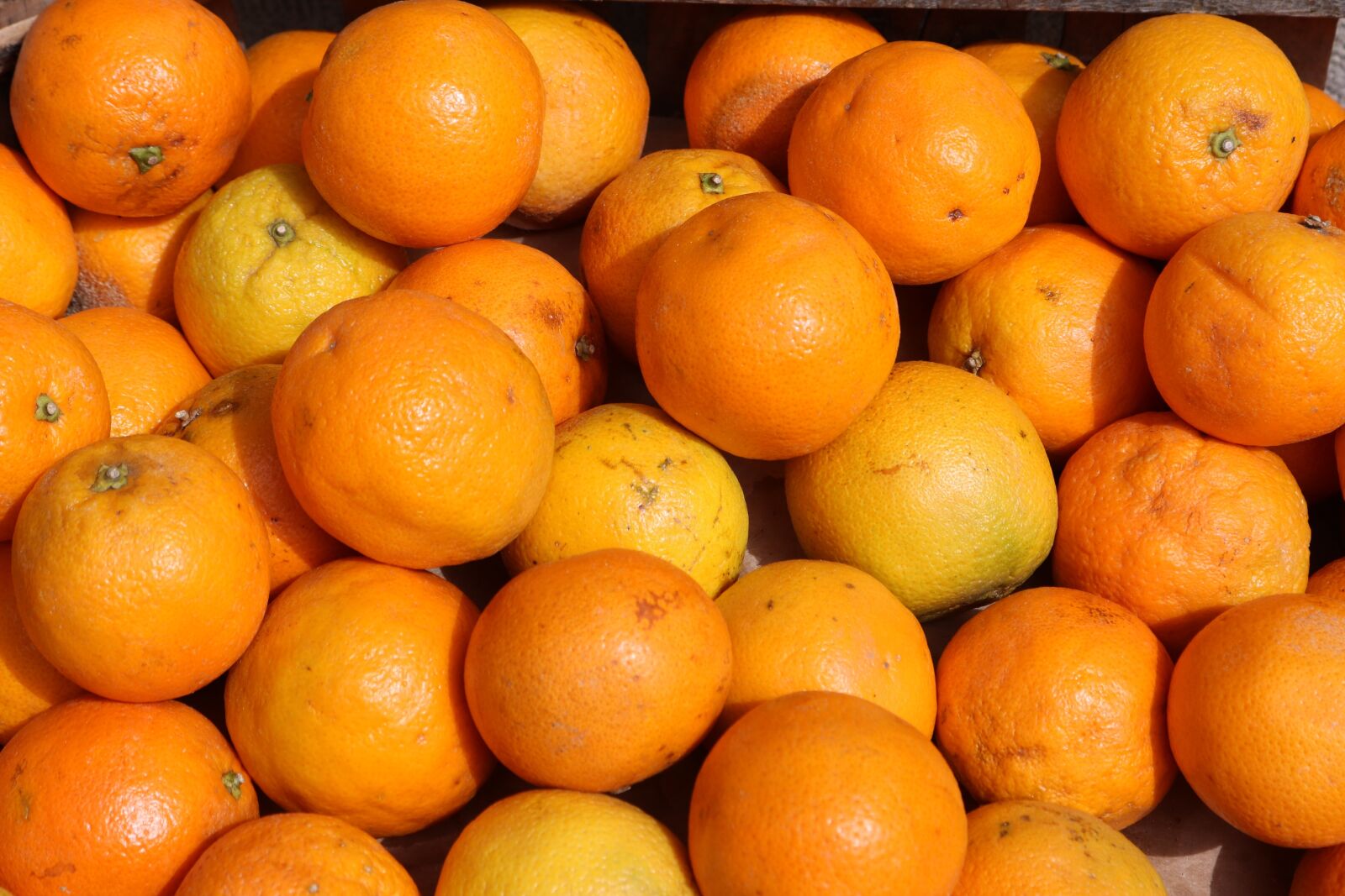Canon EOS 750D (EOS Rebel T6i / EOS Kiss X8i) sample photo. Oranges, orange, citrus fruit photography