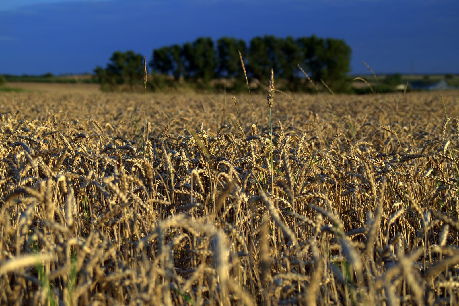 Pentax K-S2 sample photo. Field, fields, corn photography