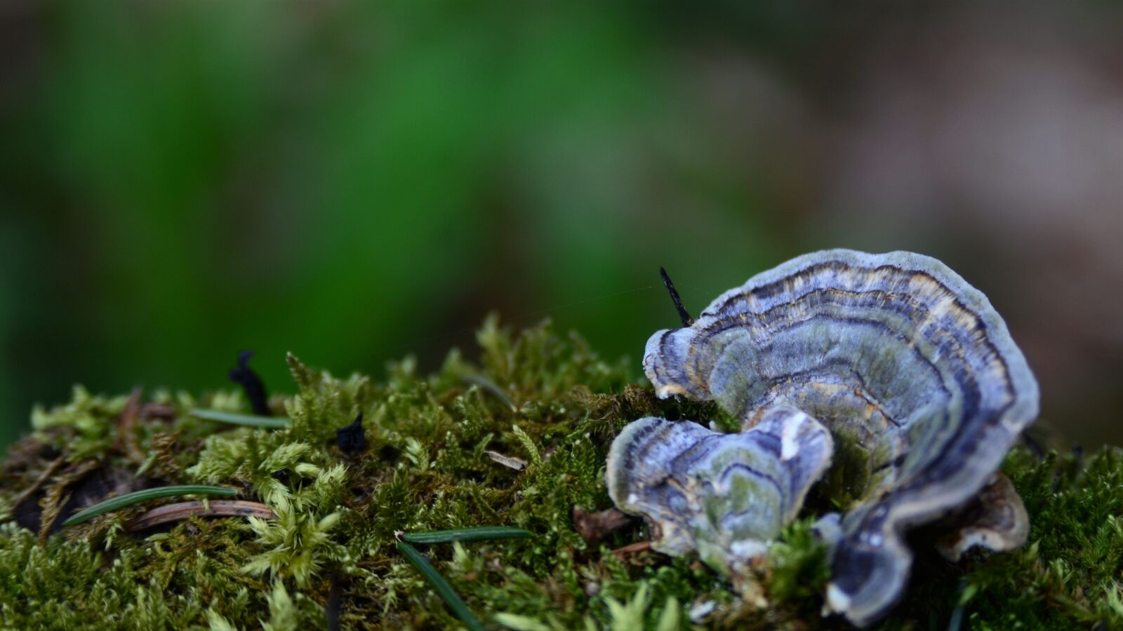 Nikon D7000 sample photo. Tree fungus, sponge, moss photography