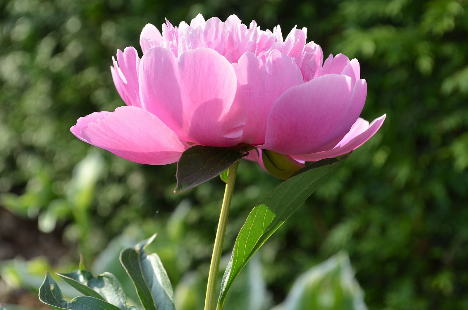 Nikon D5100 sample photo. Peony, pink, blossom photography