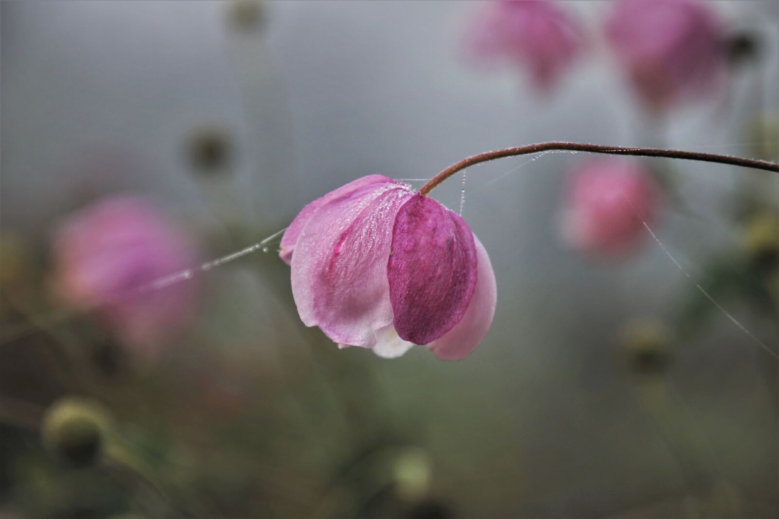Canon EOS 80D sample photo. Garden, gentle, faded photography