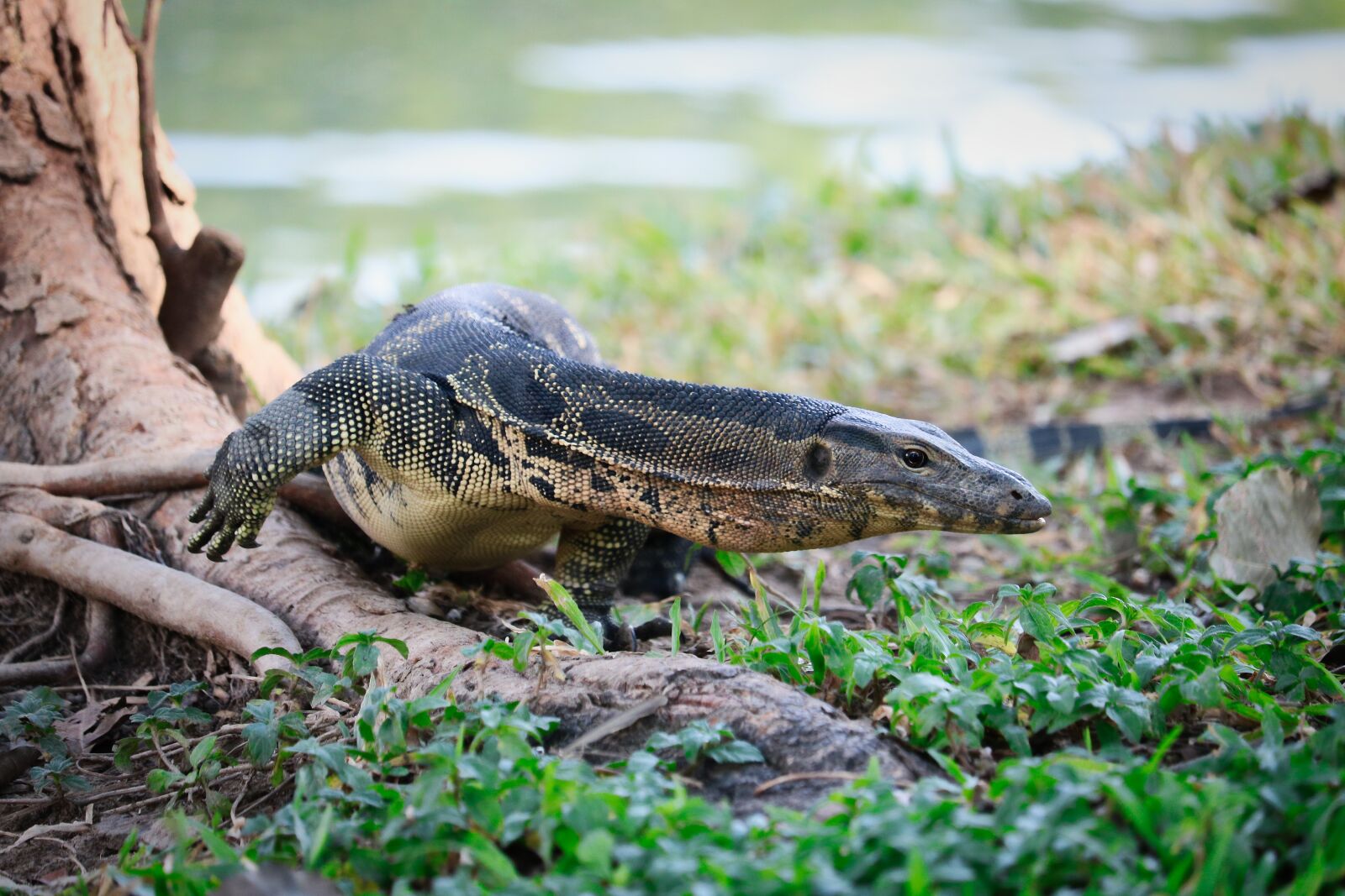 Canon EF-S 55-250mm F4-5.6 IS STM sample photo. Bangkok, thailand, dangerous photography