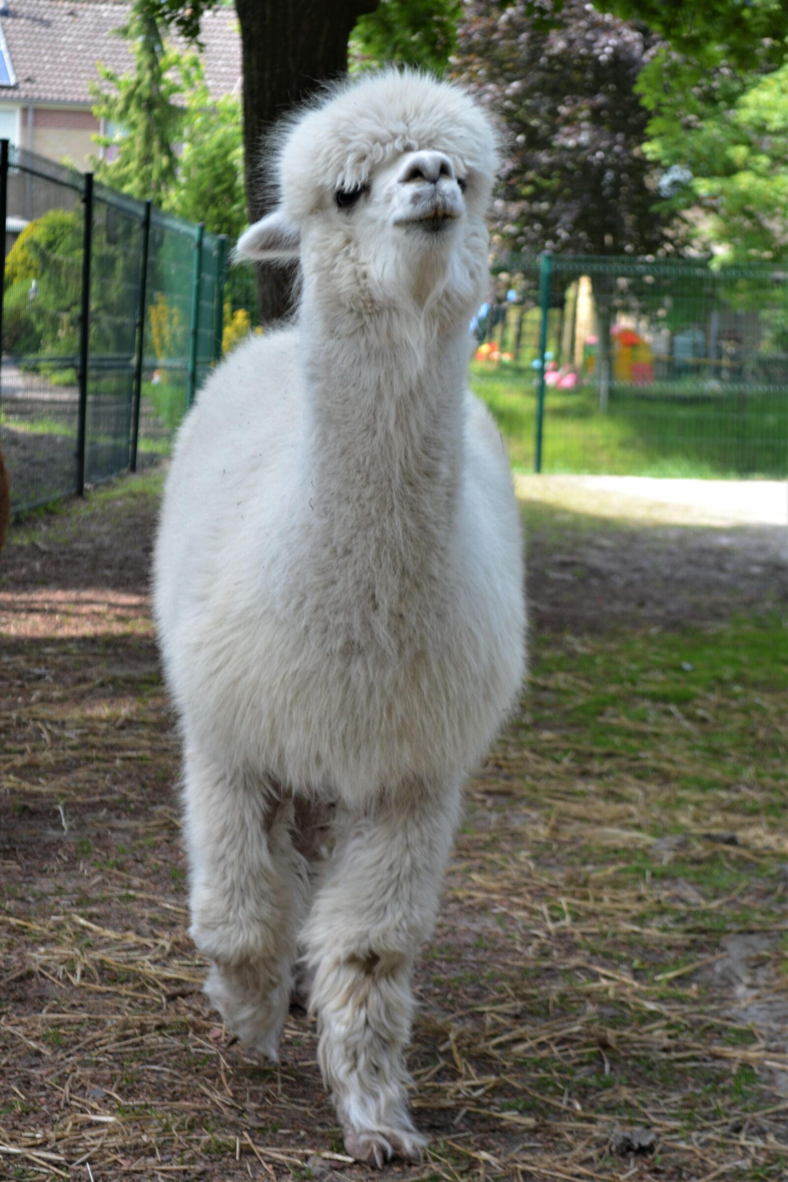 Nikon D5200 sample photo. Alpaca, young animal, close photography
