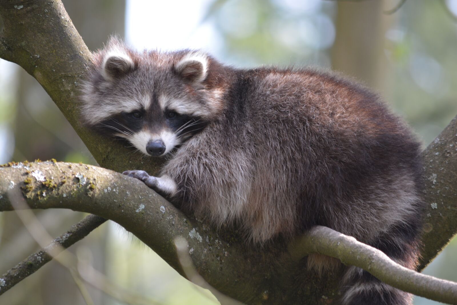 Nikon D7100 sample photo. Raccoon, zoo, mammal photography