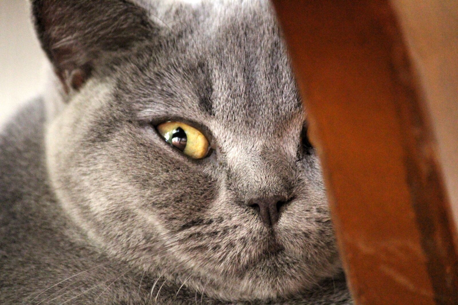 Canon EOS 650D (EOS Rebel T4i / EOS Kiss X6i) sample photo. Chartreux, cat, animal portrait photography