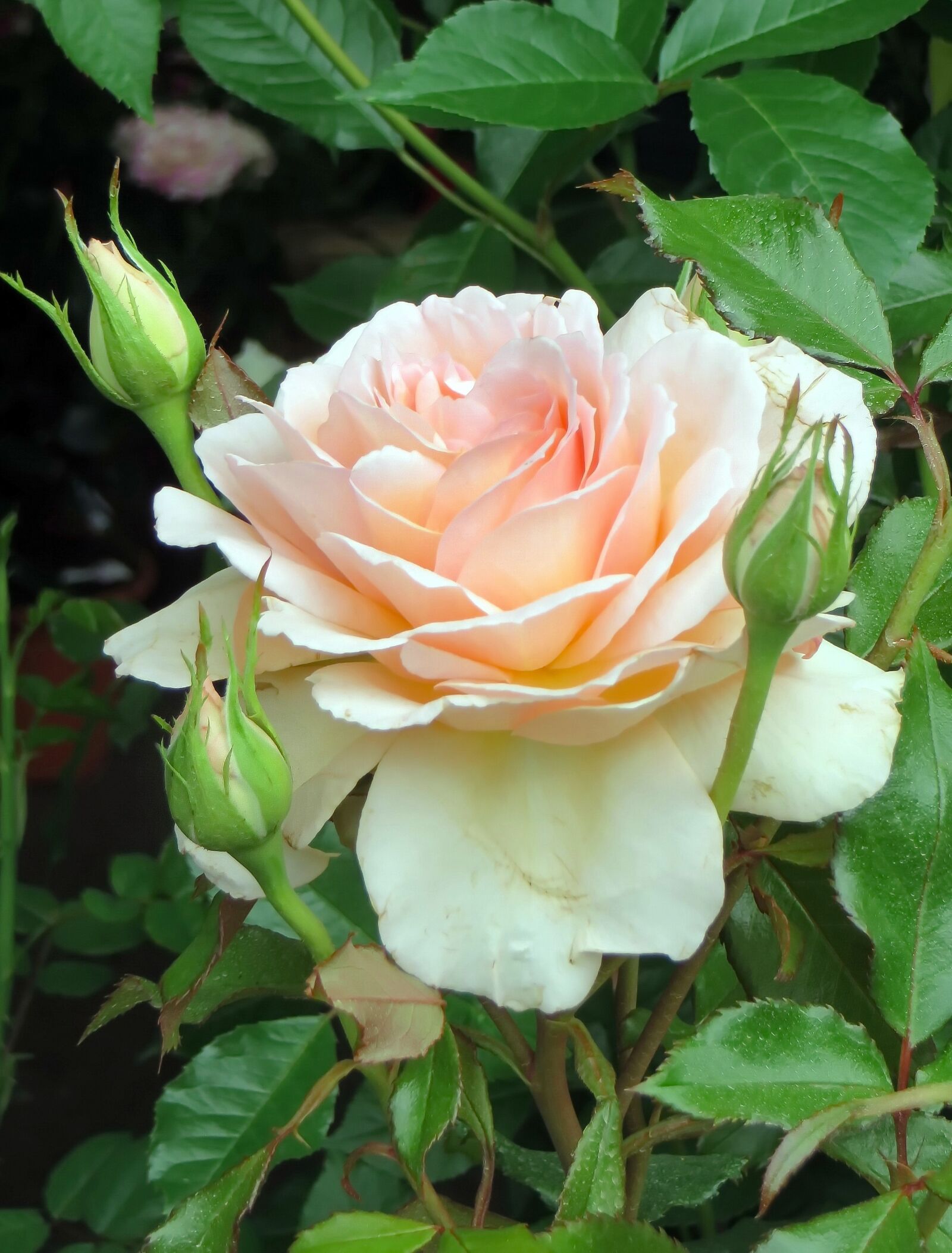 Canon PowerShot SX270 HS sample photo. Pink, tea, rosacea photography