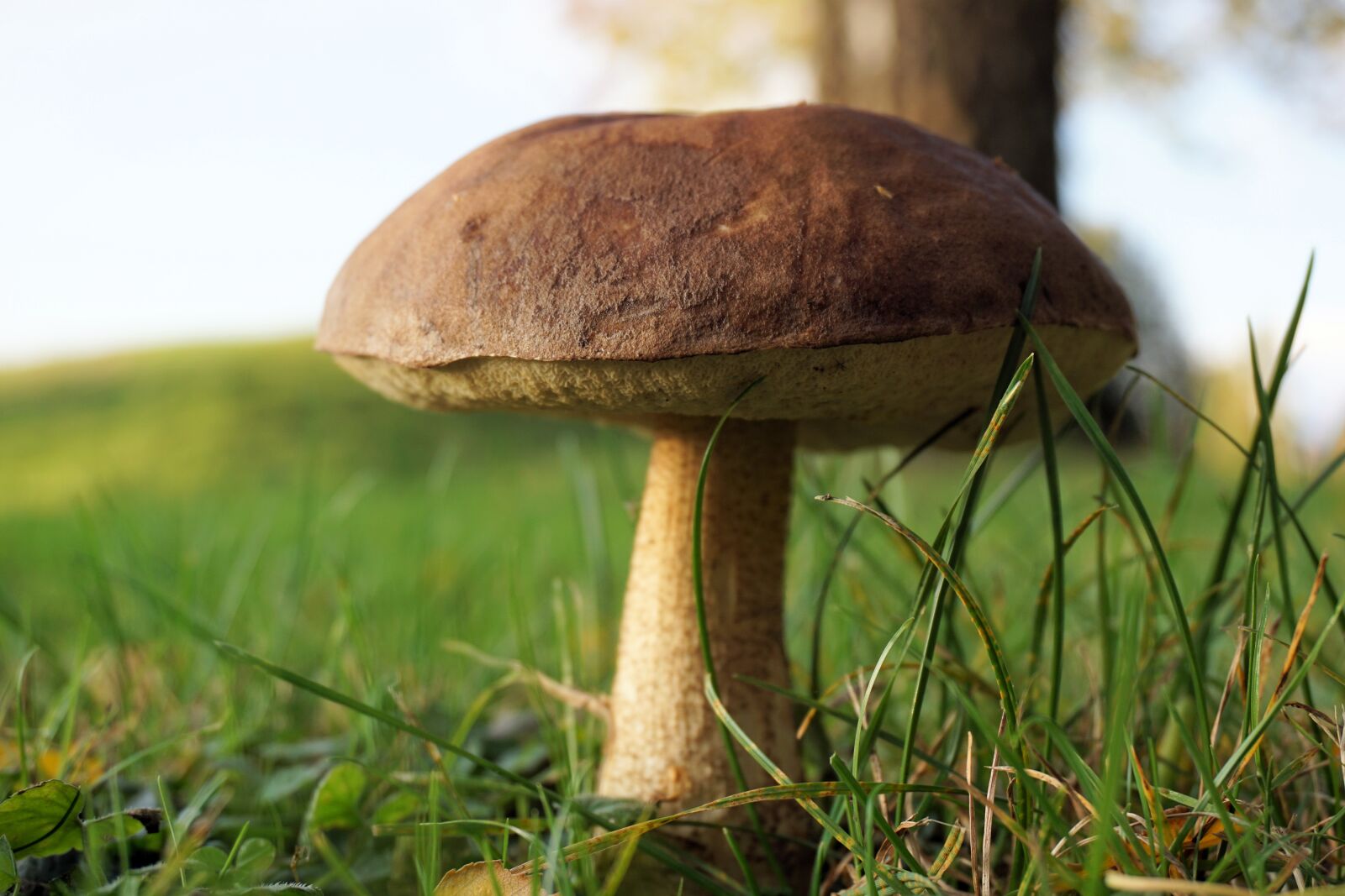 Sony a6000 sample photo. Mushroom, forest, autumn photography
