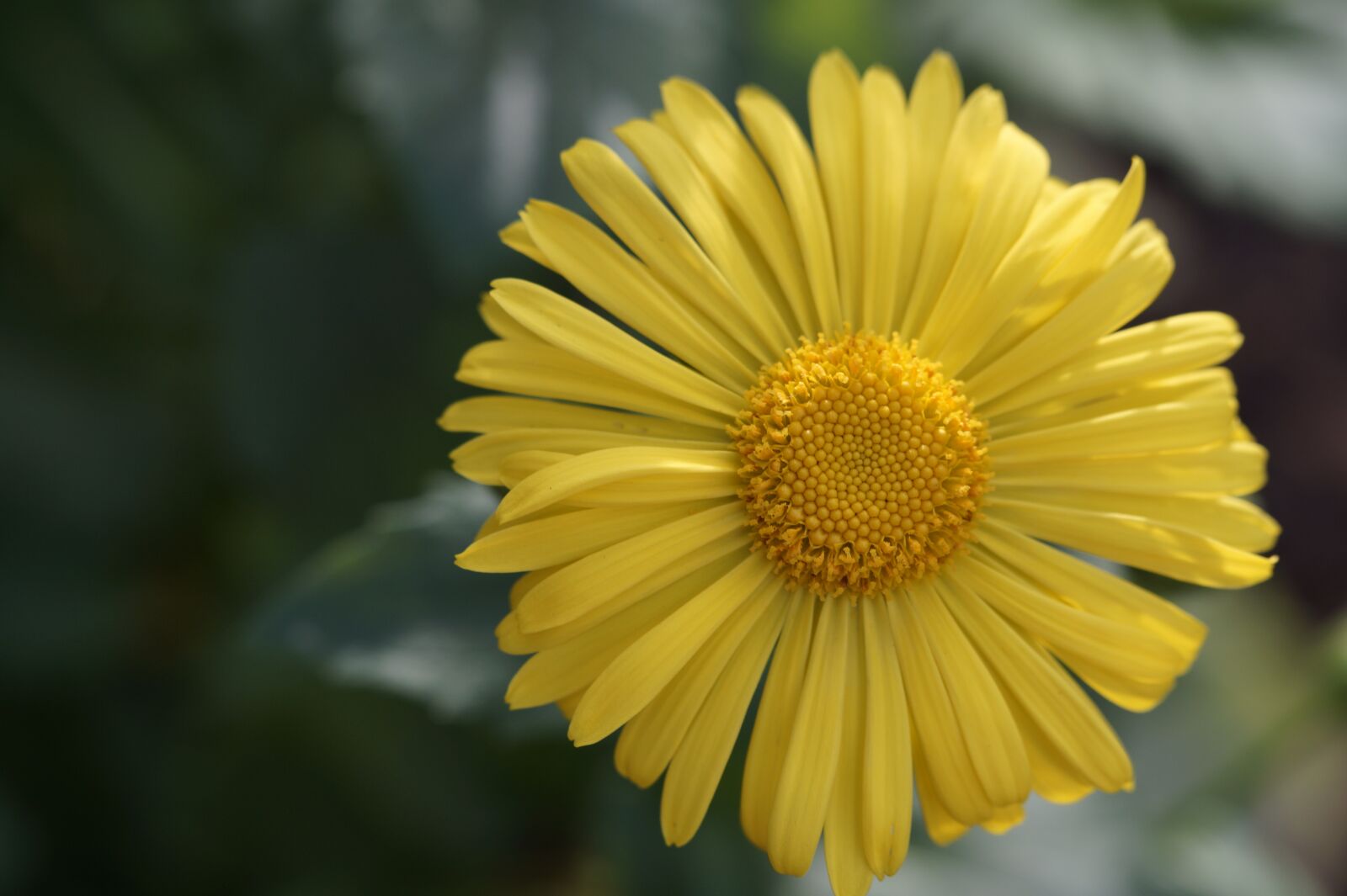 Sony SLT-A58 sample photo. Flower, yellow, blossom photography