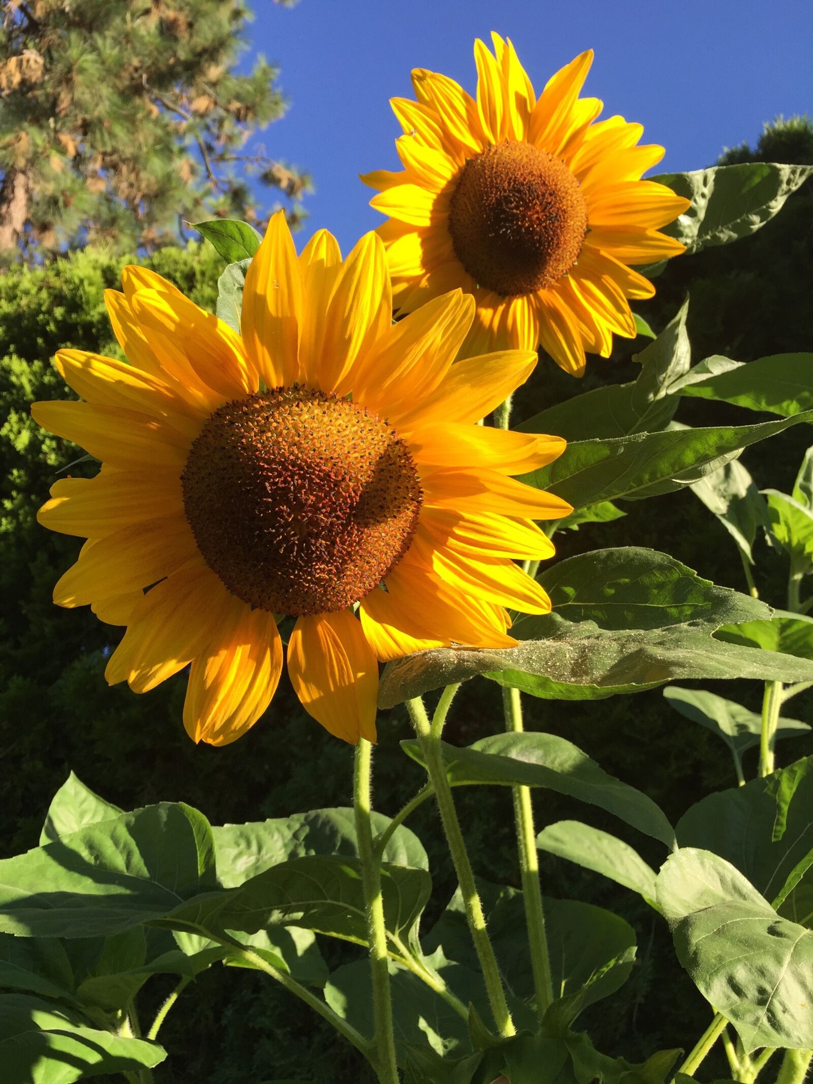 Apple iPhone 6 sample photo. Sunflowers, summer, garden photography