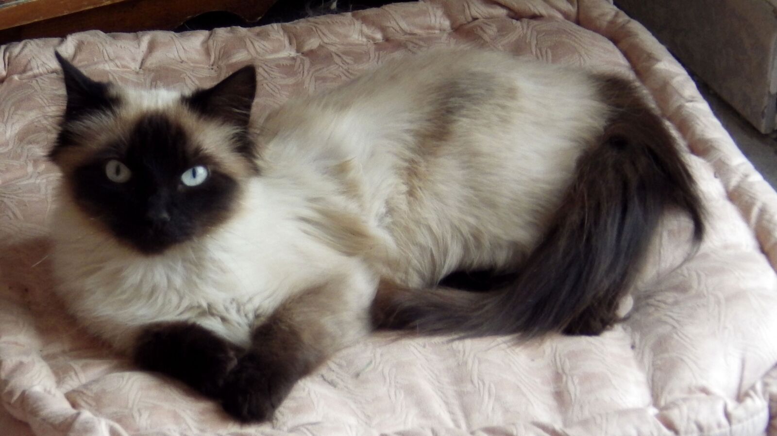 Pentax X-5 sample photo. Cat, animals, predator photography