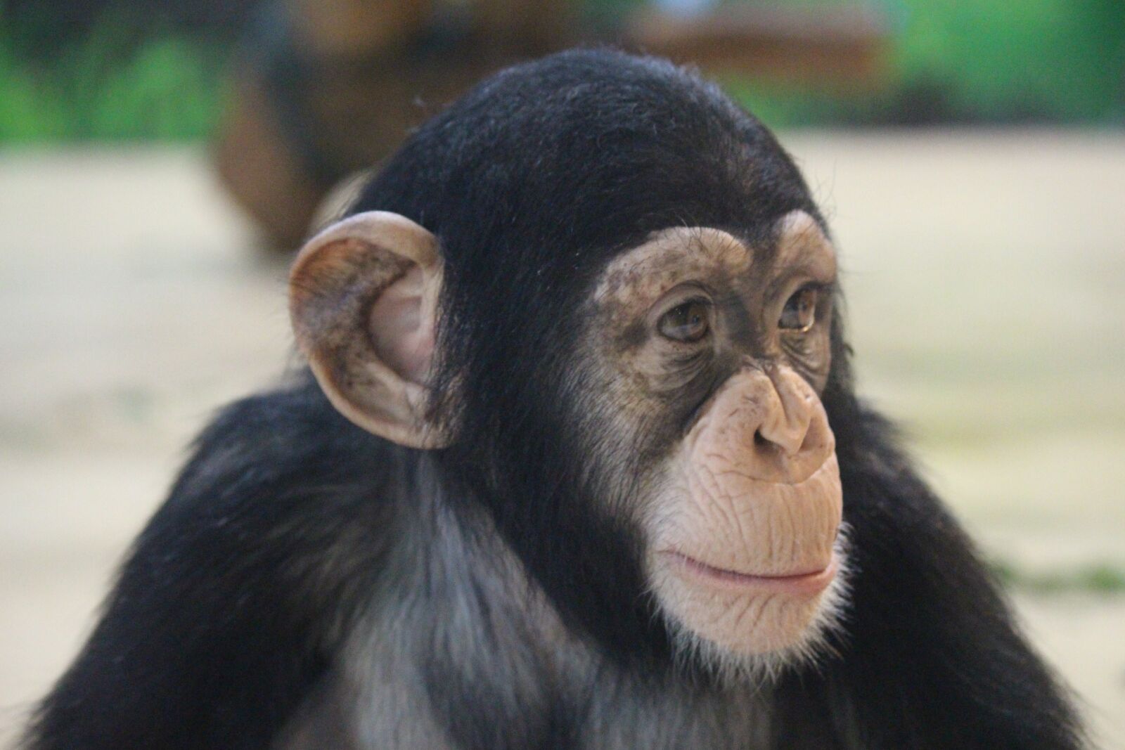 Canon EOS 700D (EOS Rebel T5i / EOS Kiss X7i) sample photo. Primates, monkey, ape photography