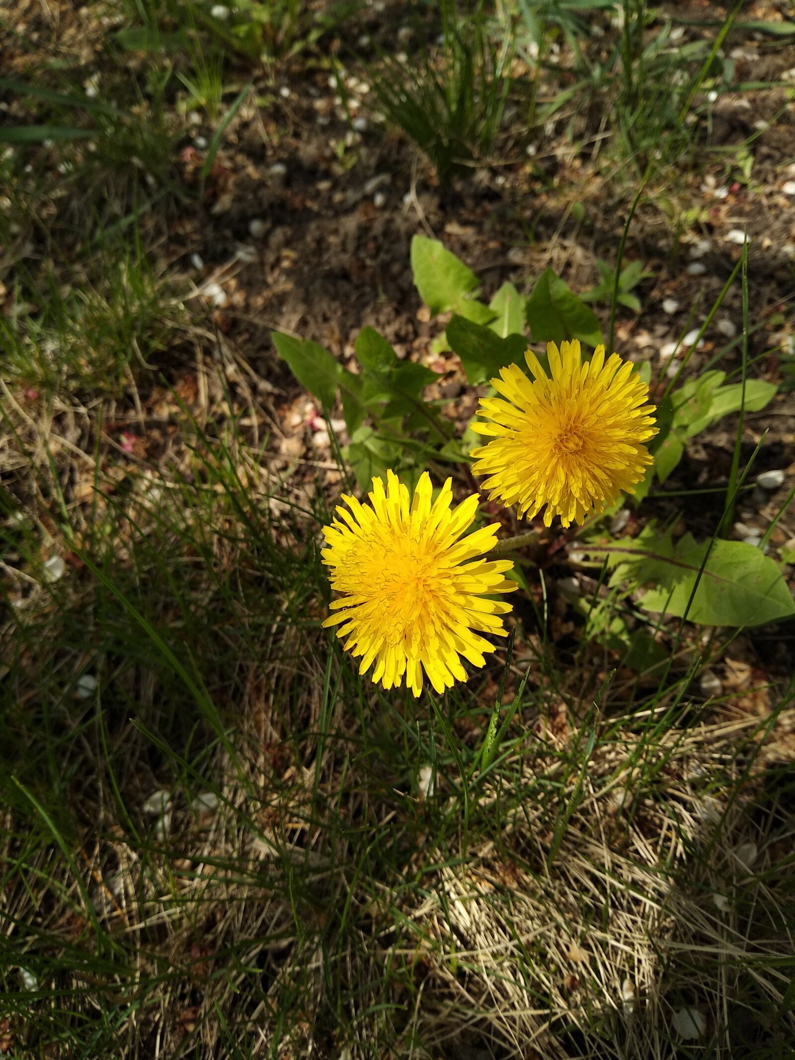 Xiaomi Mi A1 sample photo. Dandelions, yellow flowers, flowers photography