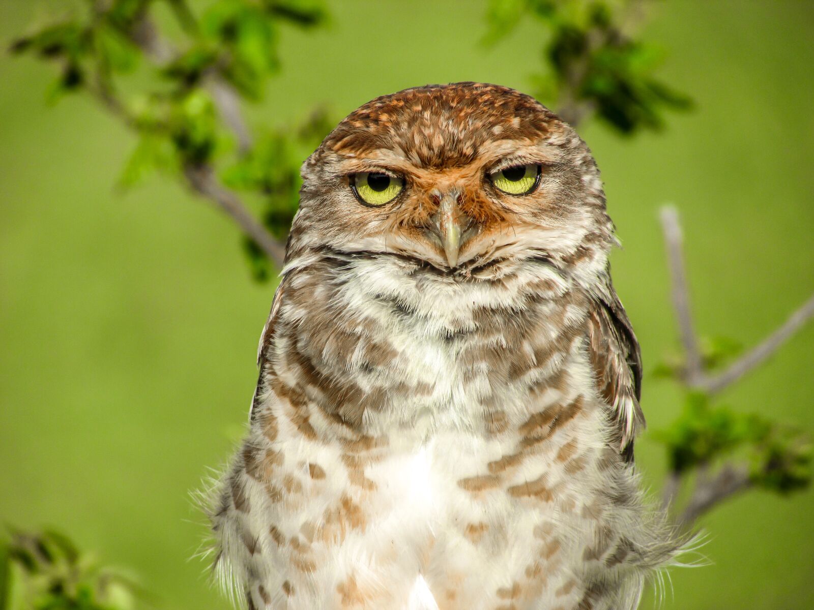 Canon PowerShot SX400 IS sample photo. Owl, nature, beauty photography