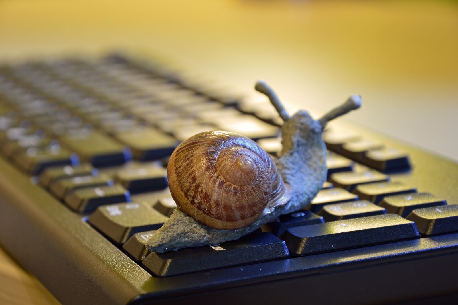 Nikon D3200 sample photo. Snail, shell, figure photography