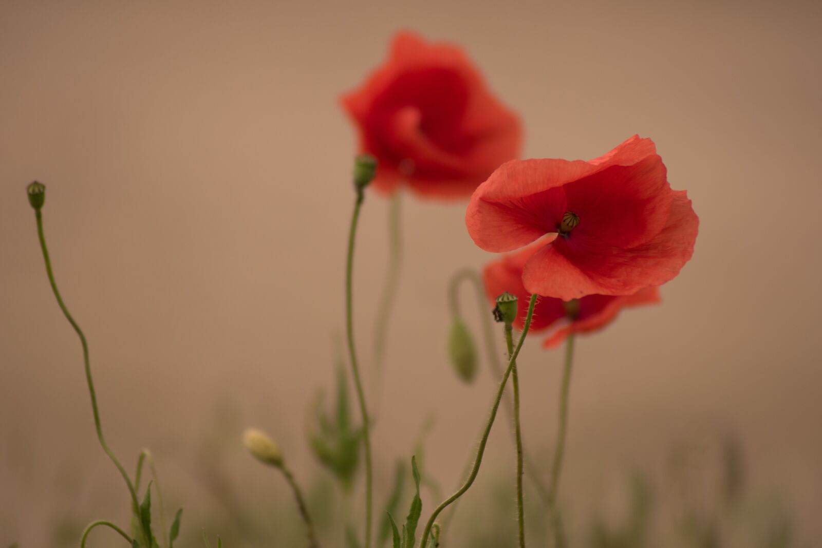 Nikon D5600 sample photo. Poppy, flower, nature photography