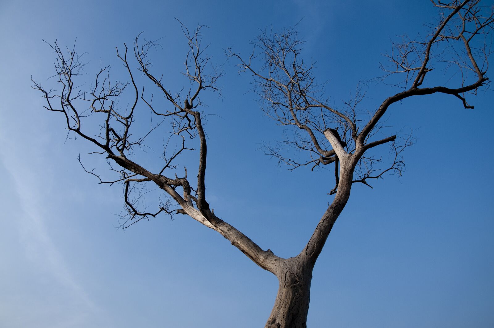 Nikon D90 sample photo. Tree, dead, wood photography