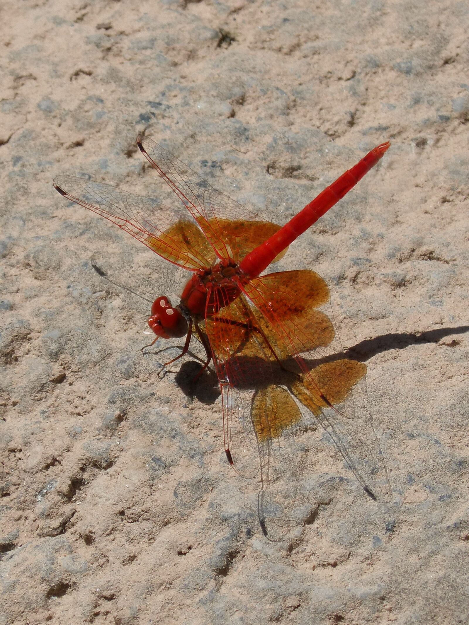 Panasonic DMC-FZ62 sample photo. Ruddy darter, red dragonfly photography