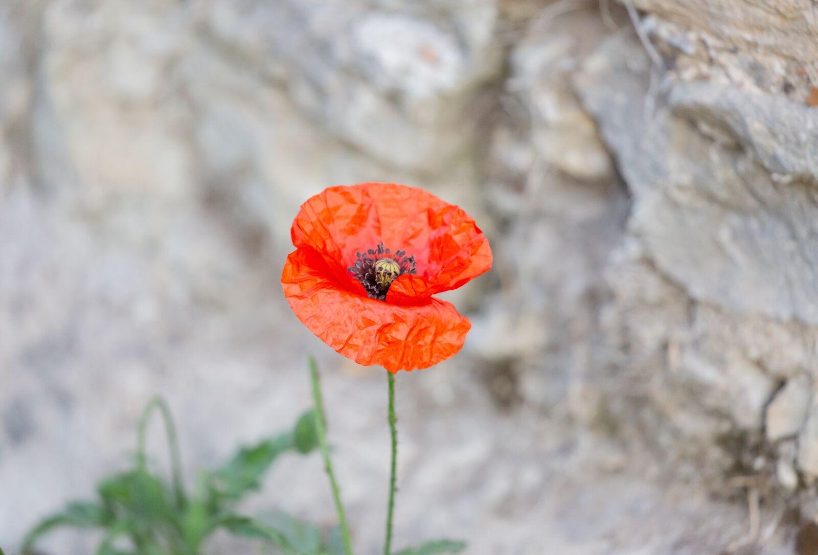 Canon EOS 5D Mark III sample photo. Poppy, green, red photography
