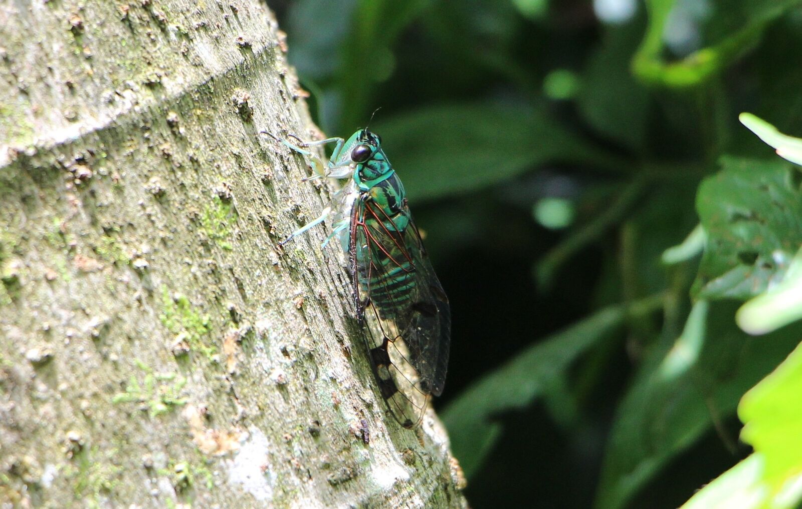 Canon EOS 100D (EOS Rebel SL1 / EOS Kiss X7) sample photo. Cicada, insect, green photography