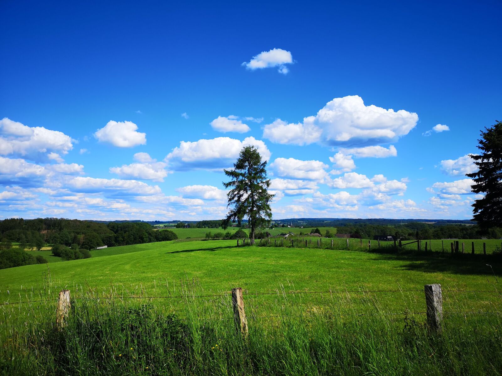HUAWEI CLT-L29 sample photo. Sky, tree, clouds photography