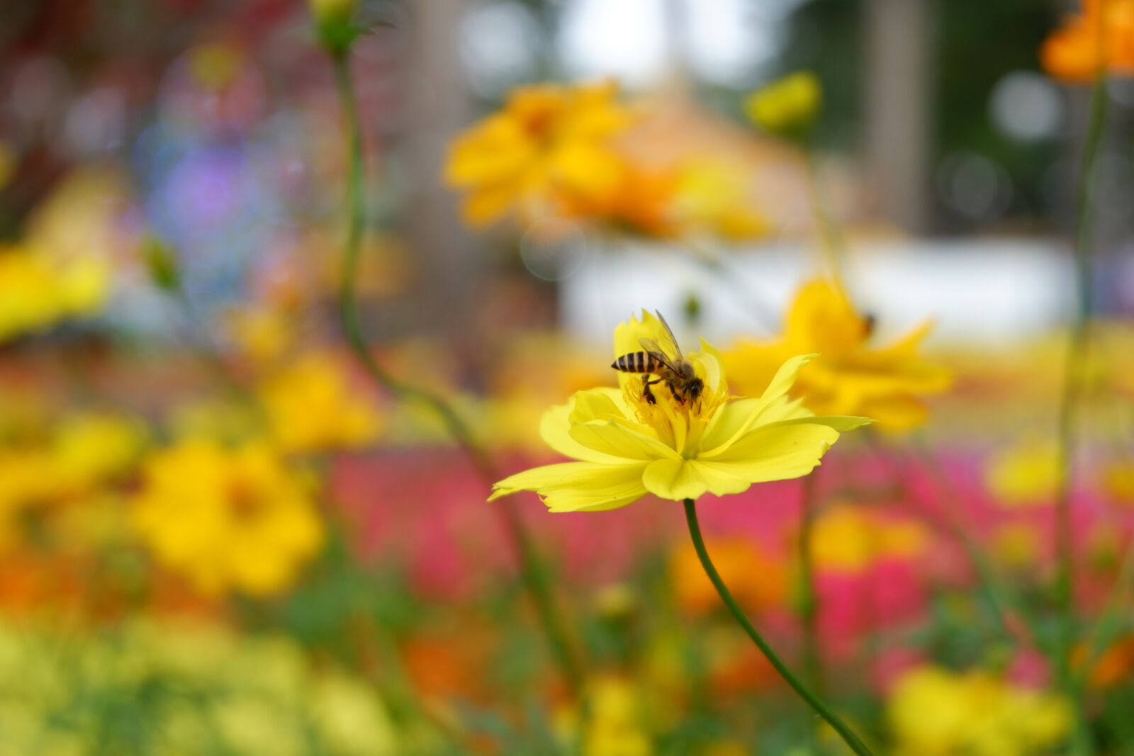 Fujifilm X-A3 + Fujifilm XC 16-50mm F3.5-5.6 OIS II sample photo. Nature, flower, flora photography