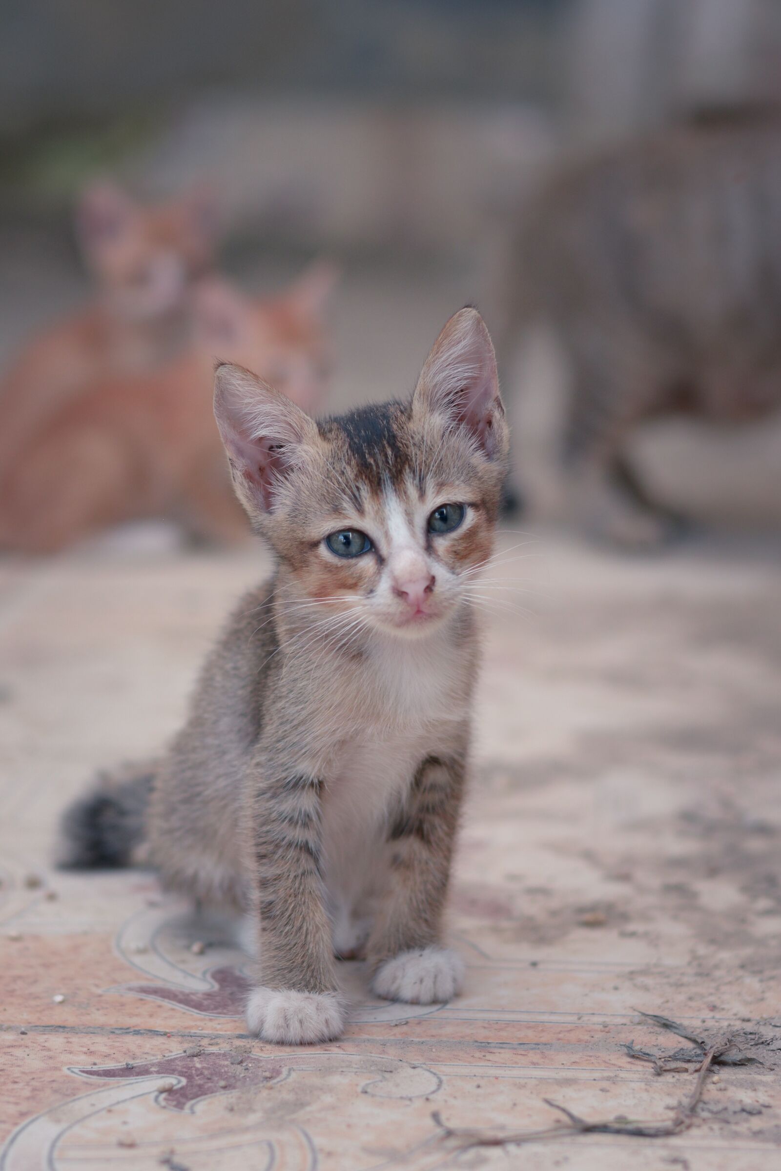 Nikon D7100 sample photo. Cute, animal, cat photography