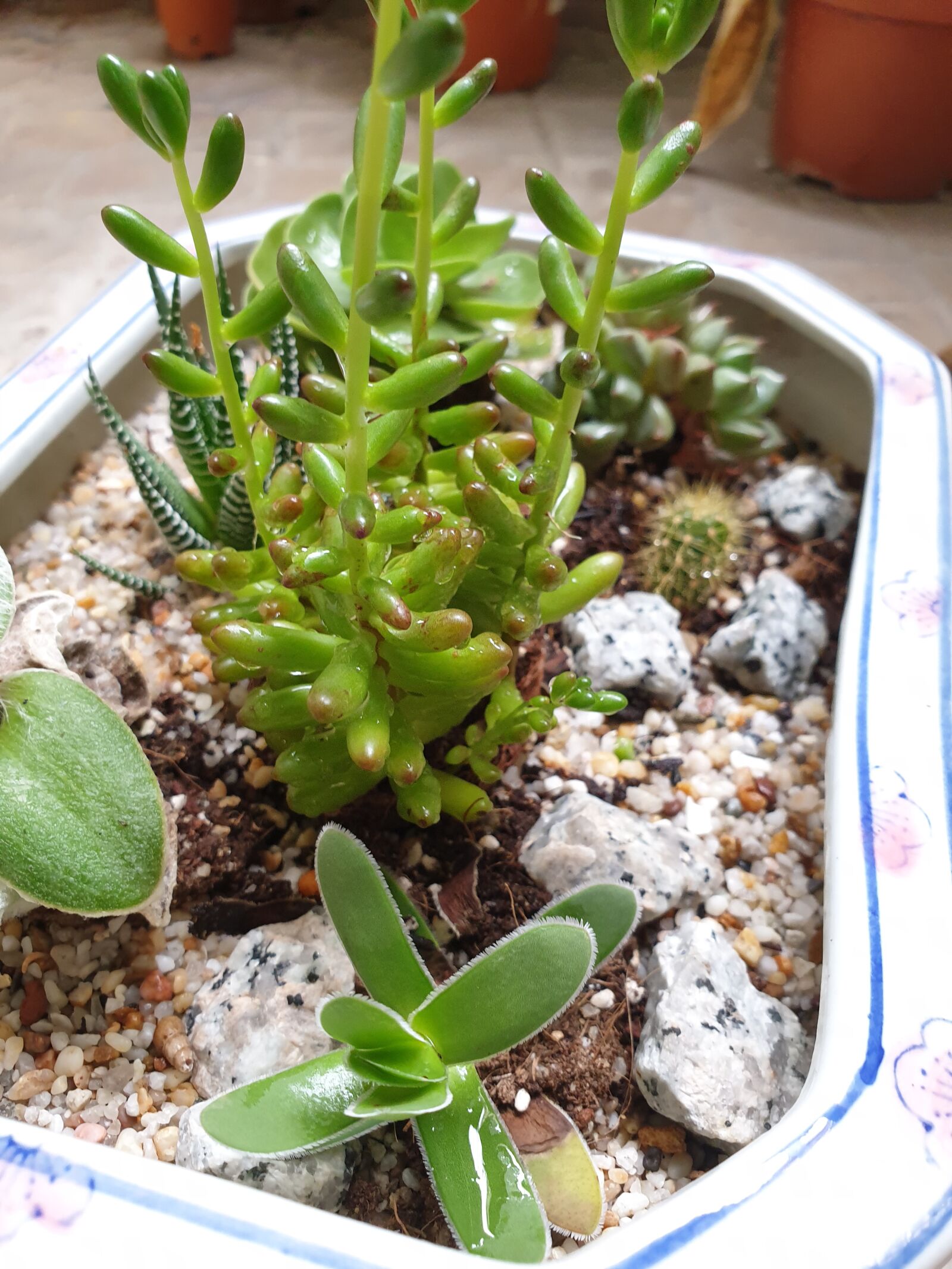 Samsung Galaxy Note9 sample photo. Potted plant, cactus, succulents photography