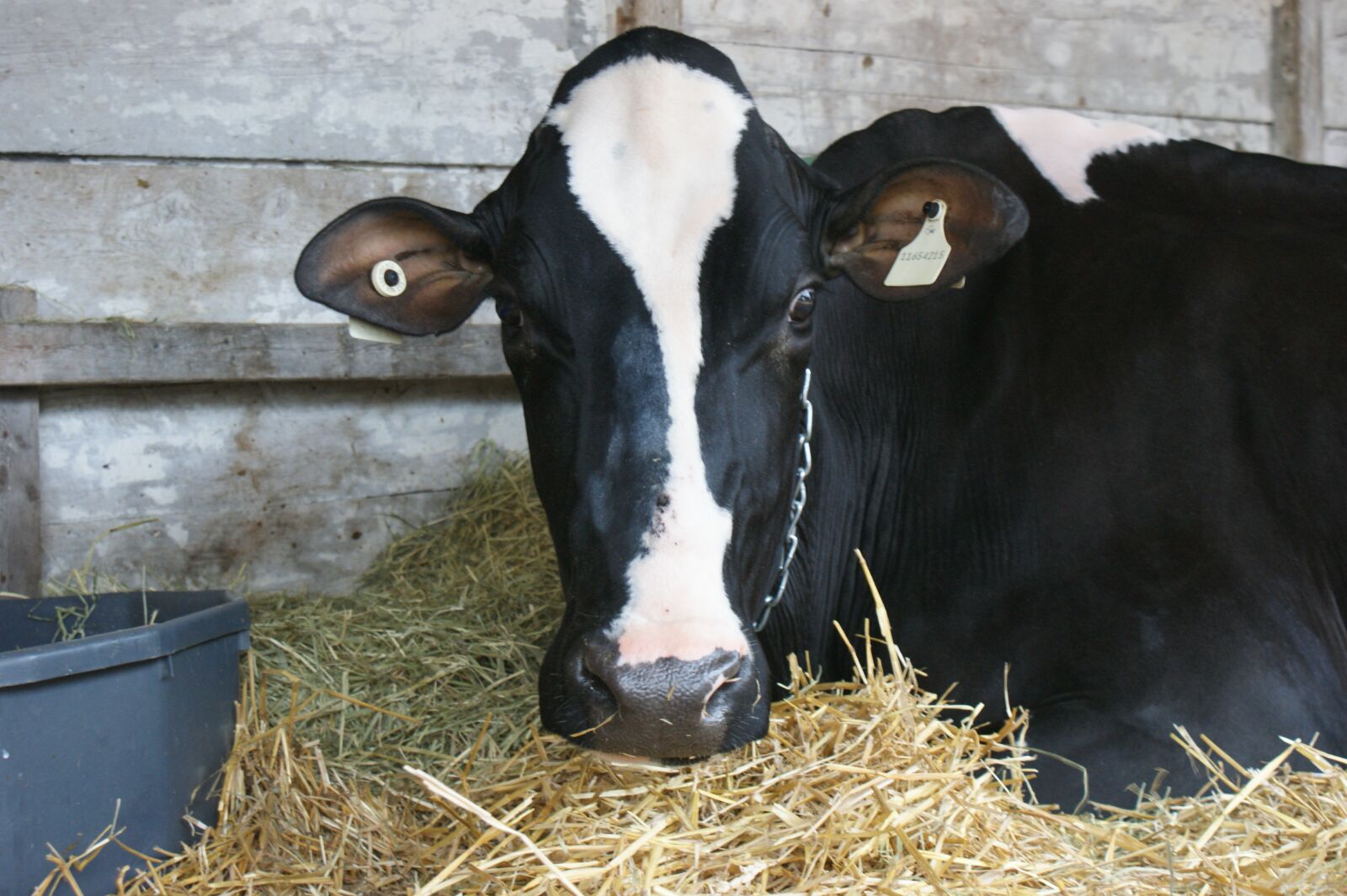 Sony Alpha DSLR-A350 sample photo. Cow, livestock, milk photography