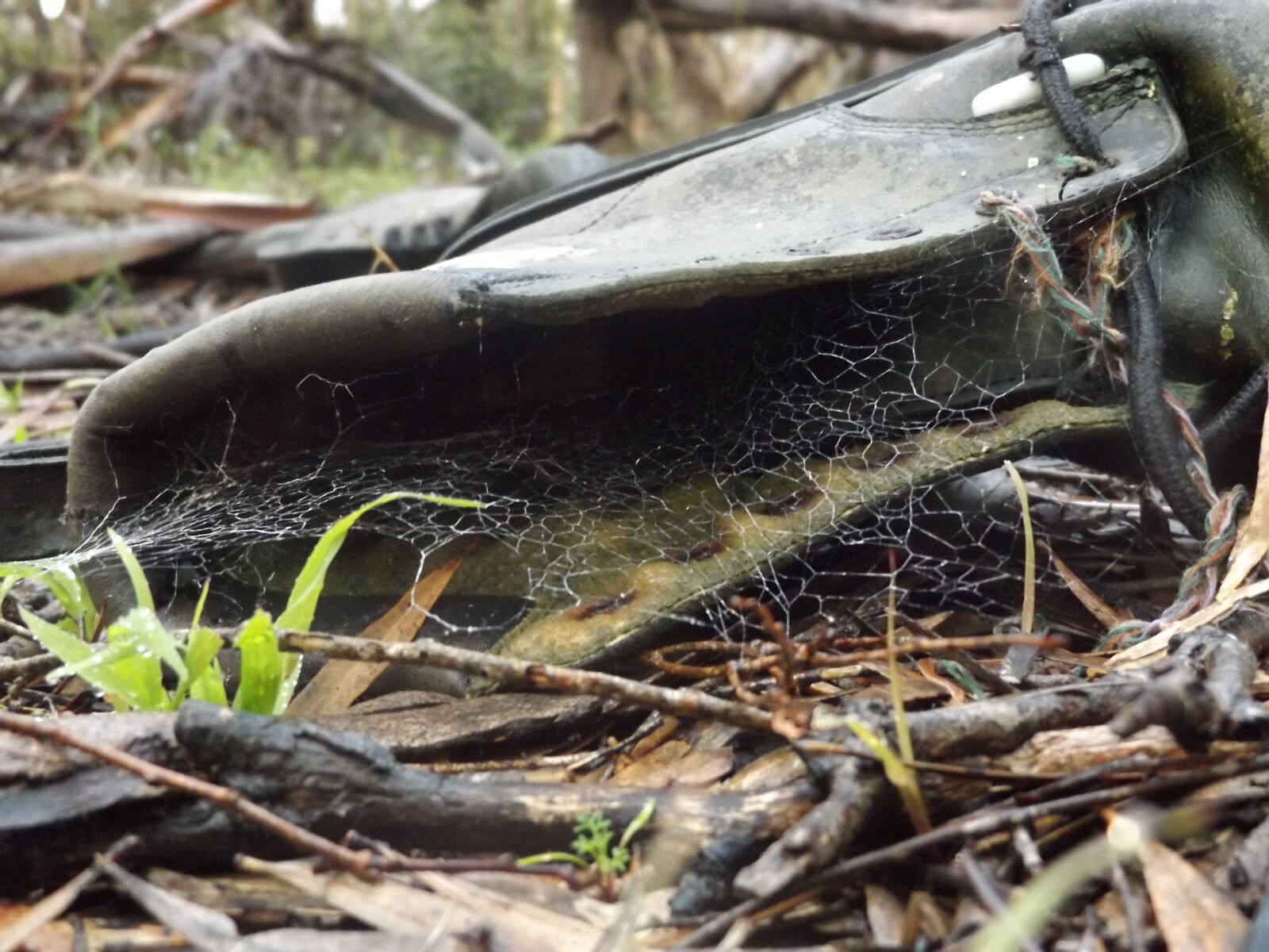 Fujifilm FinePix S8600 sample photo. Boots, hiking, spider, web photography