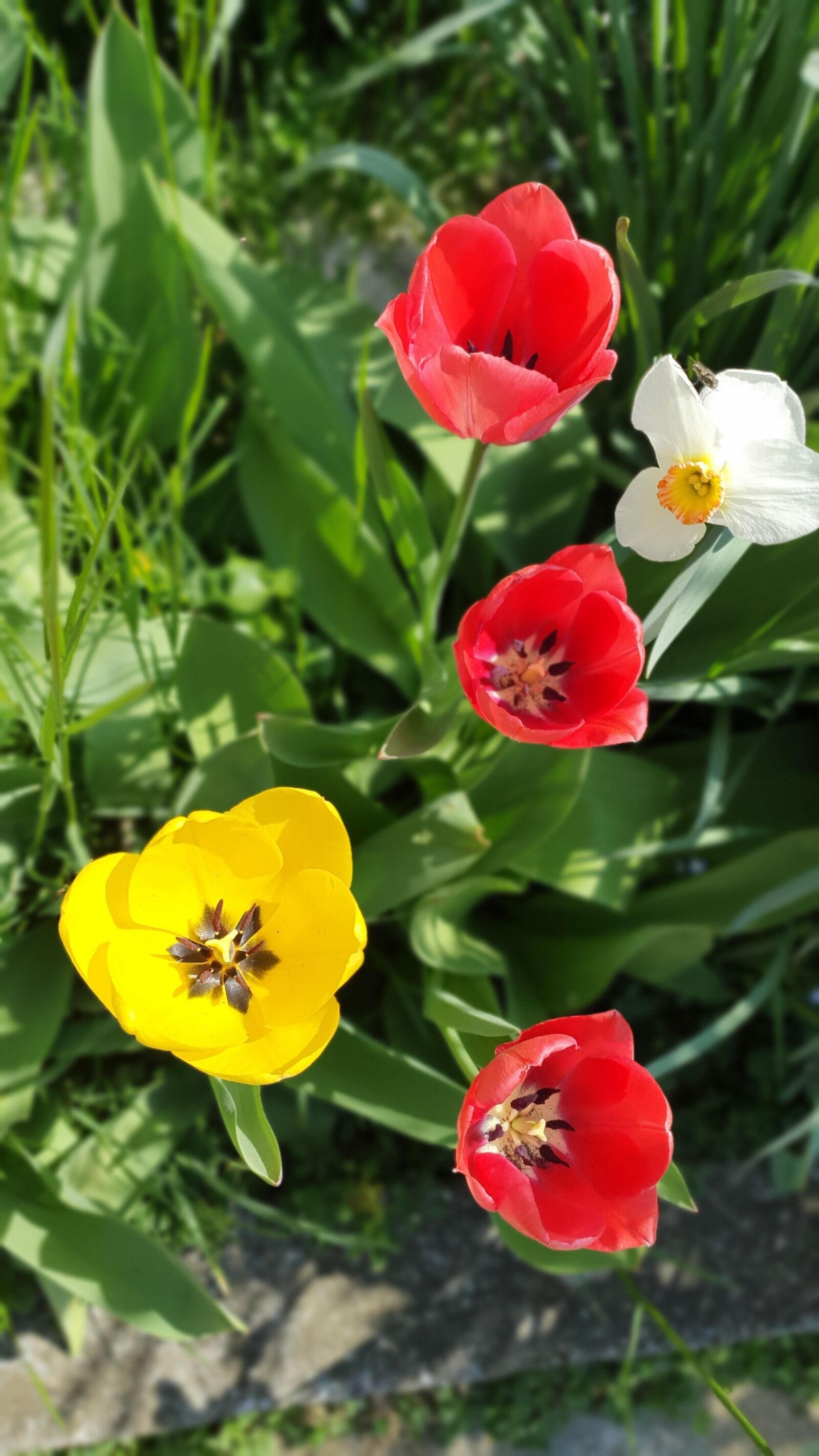 Samsung Galaxy S10e sample photo. Tulips, tulip, flowers photography