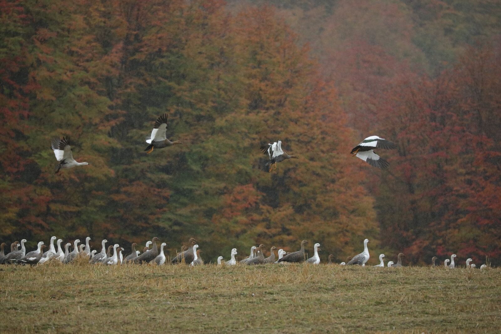 Canon EOS 5D Mark IV sample photo. Wild, aysen, birds photography