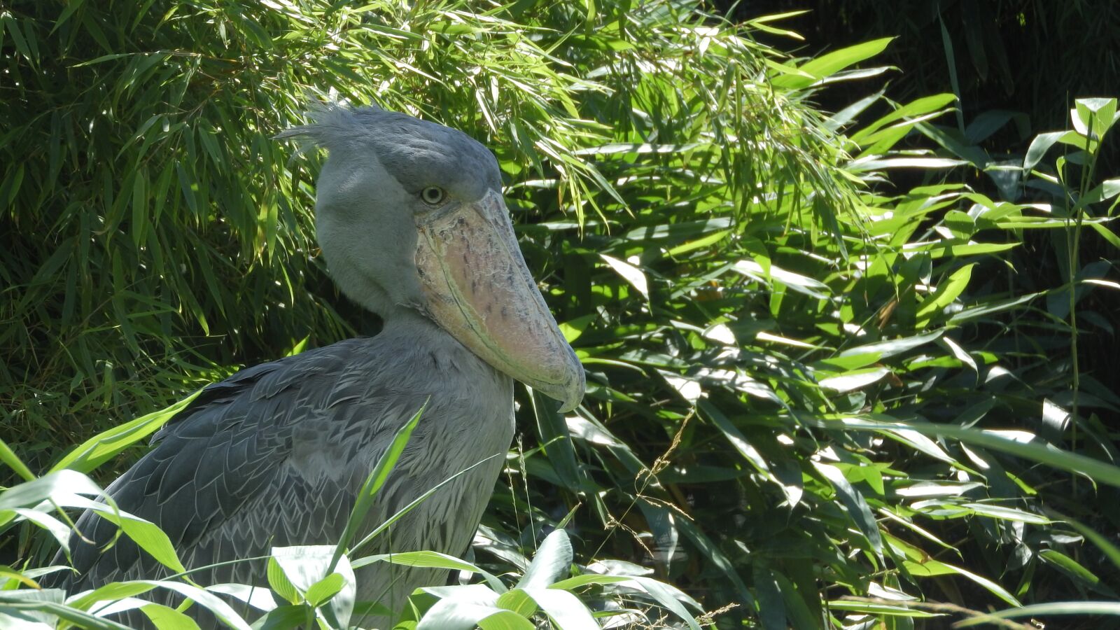 Nikon Coolpix P610 sample photo. Shoebill, balaeniceps rex, african photography