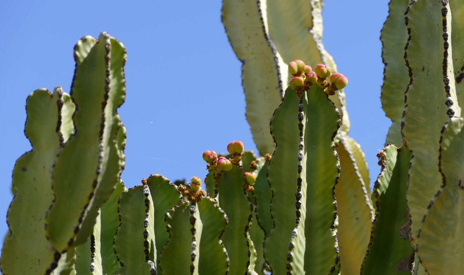 Panasonic Lumix DMC-FZ1000 sample photo. La reptiles, canary island photography